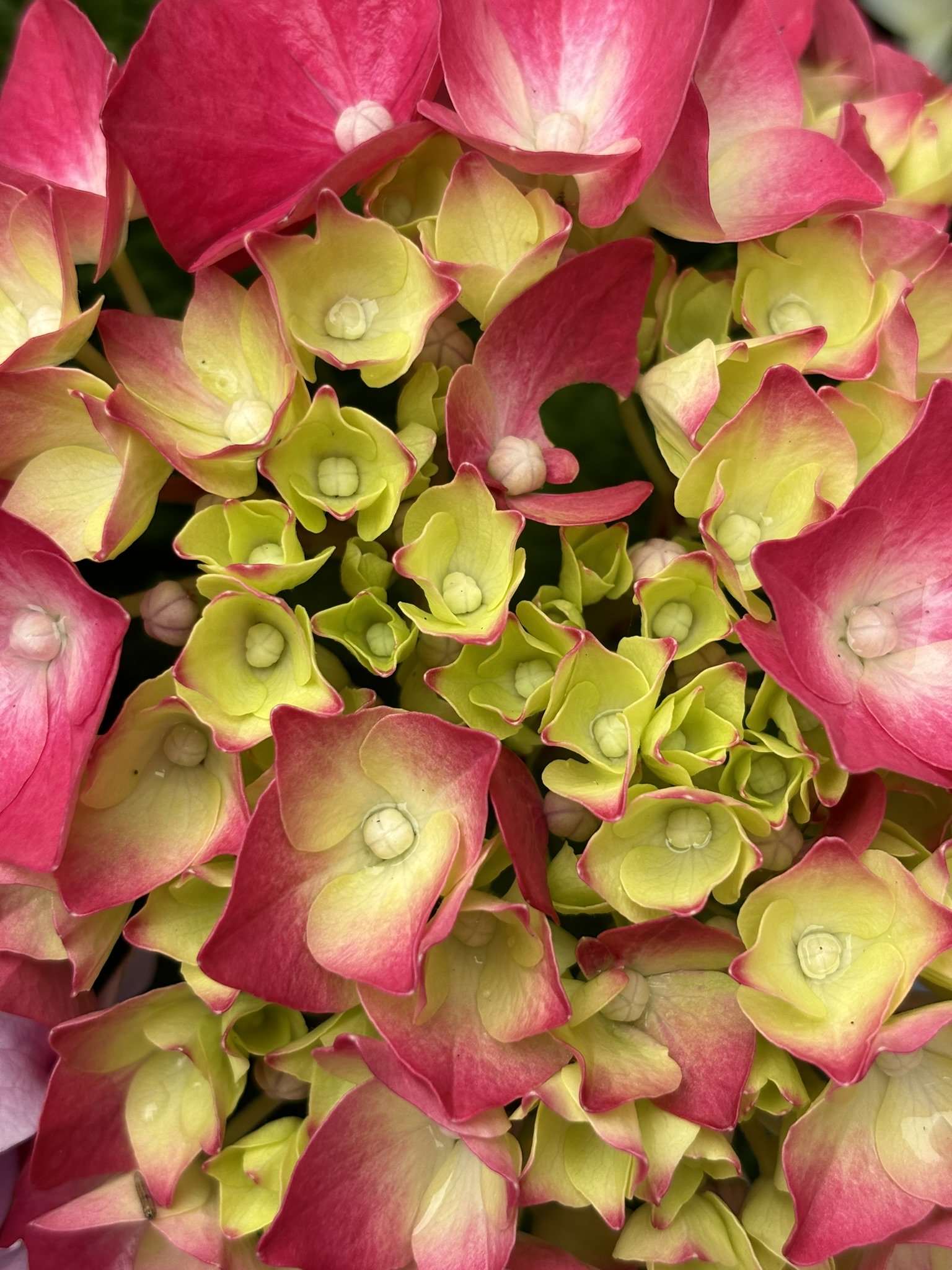 Close-up of pink and yellow hydrangea flowers with small buds and vibrant petals.