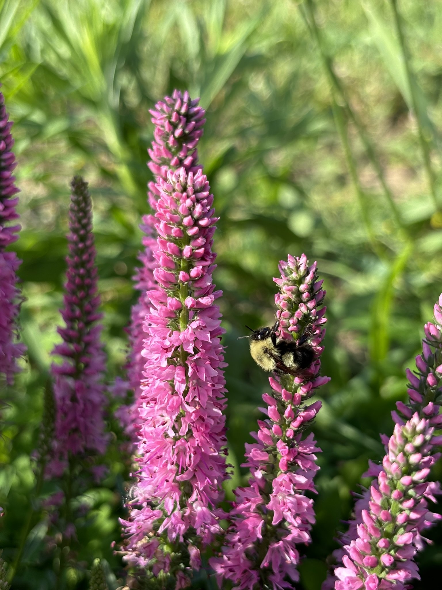 Close-up of pink flowers with a bumblebee pollinating one of them amidst green foliage.