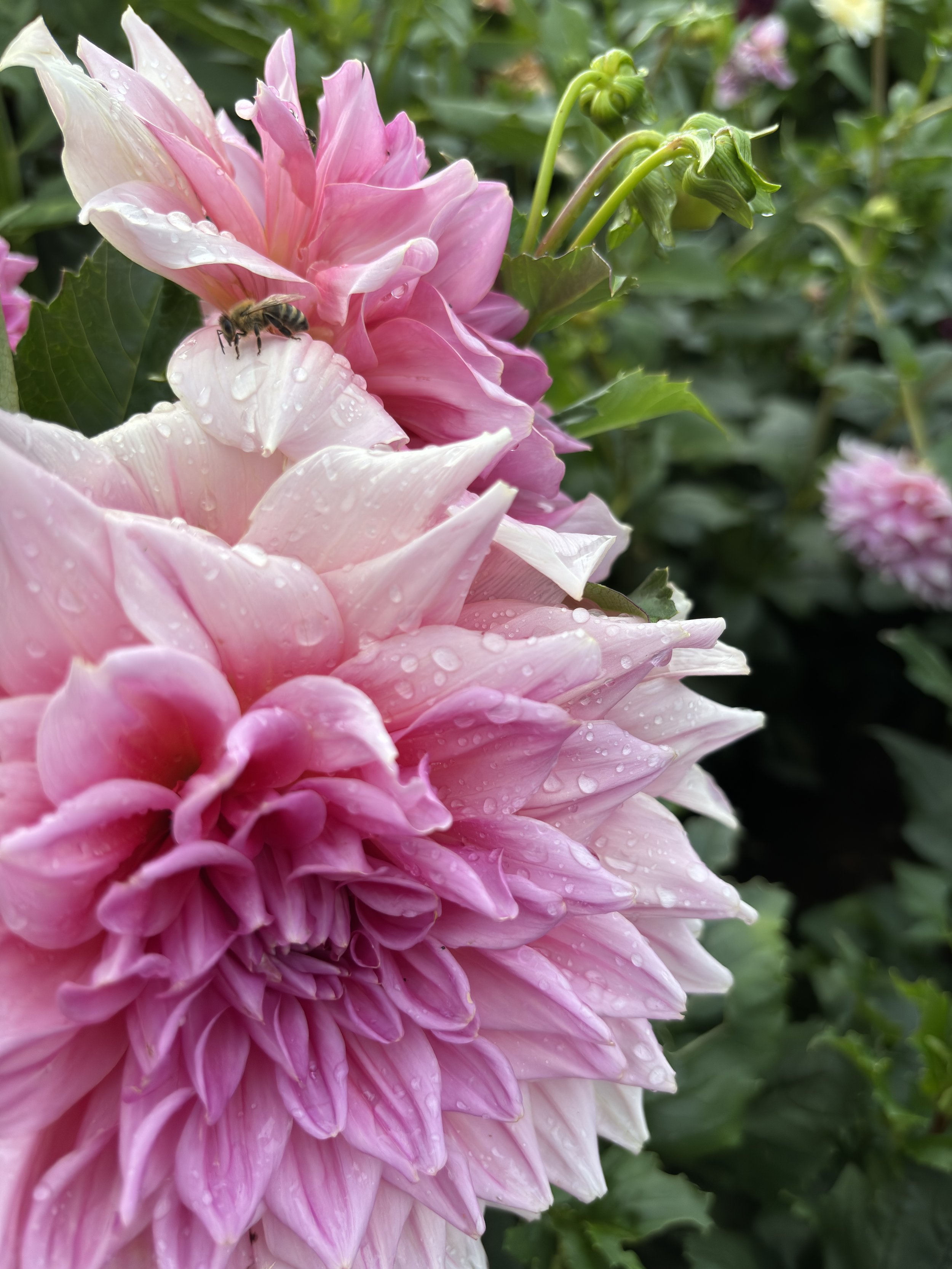 ottos thrill (3).JPG