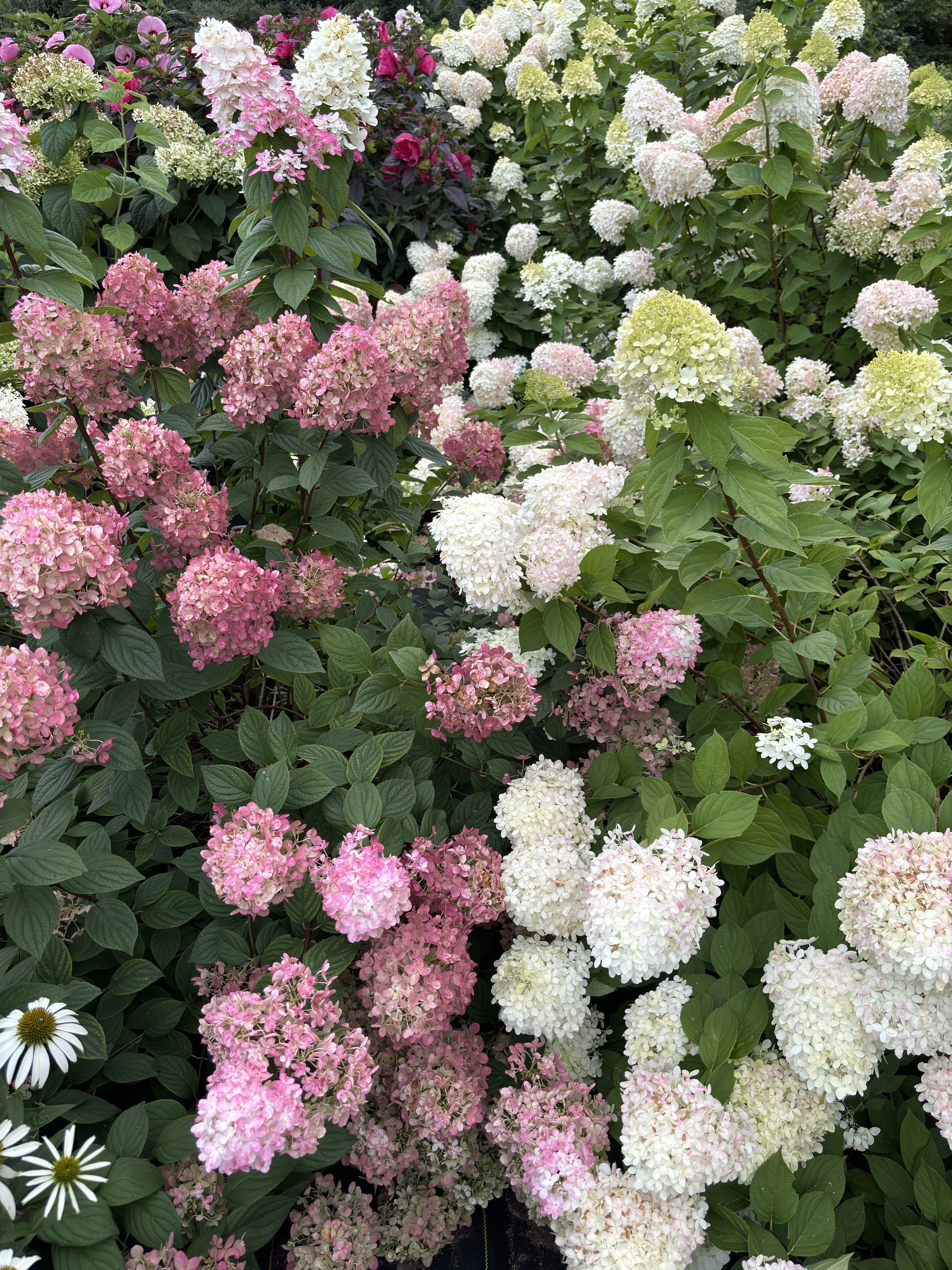 A lush garden scene with blooming hydrangea flowers in shades of pink, white, and light green, surrounded by green leaves and a few white daisies at the bottom left corner.