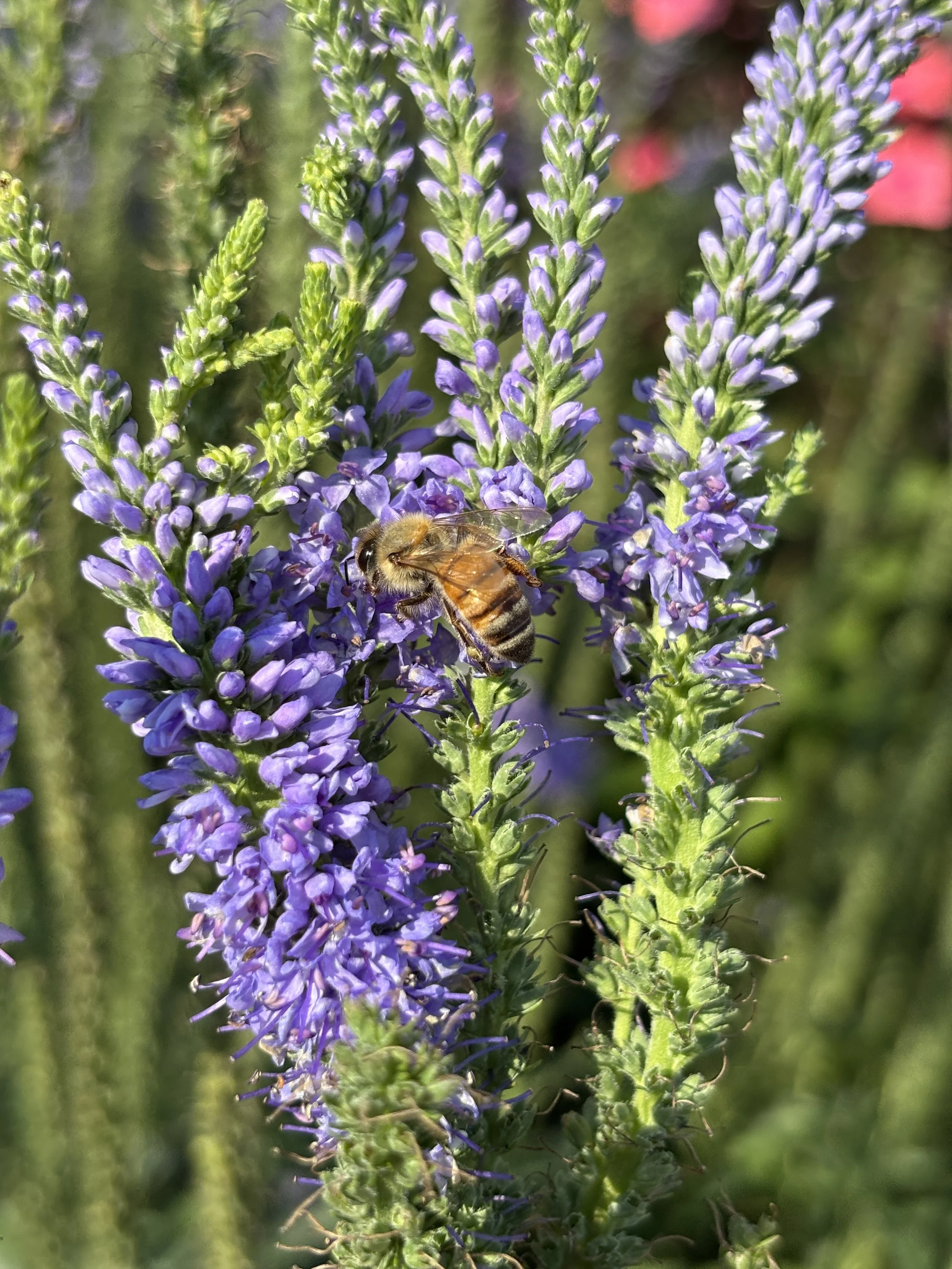 Close-up of purple flowers with a honey bee collecting nectar.