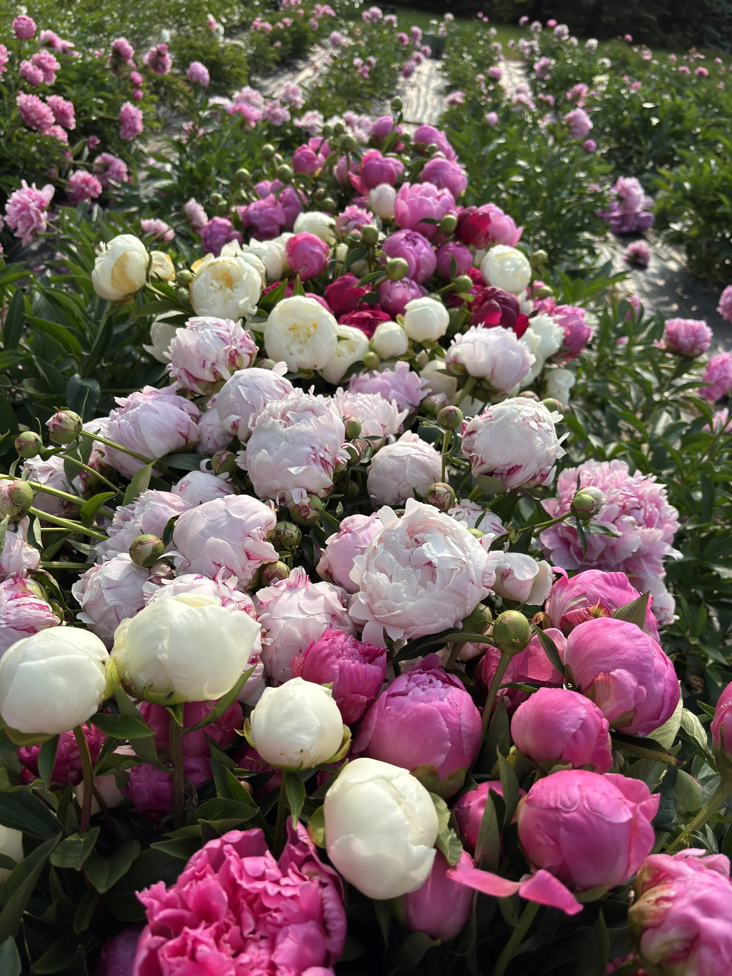 A close-up view of a row of blooming peonies in various shades of pink, white, and light purple in a garden.