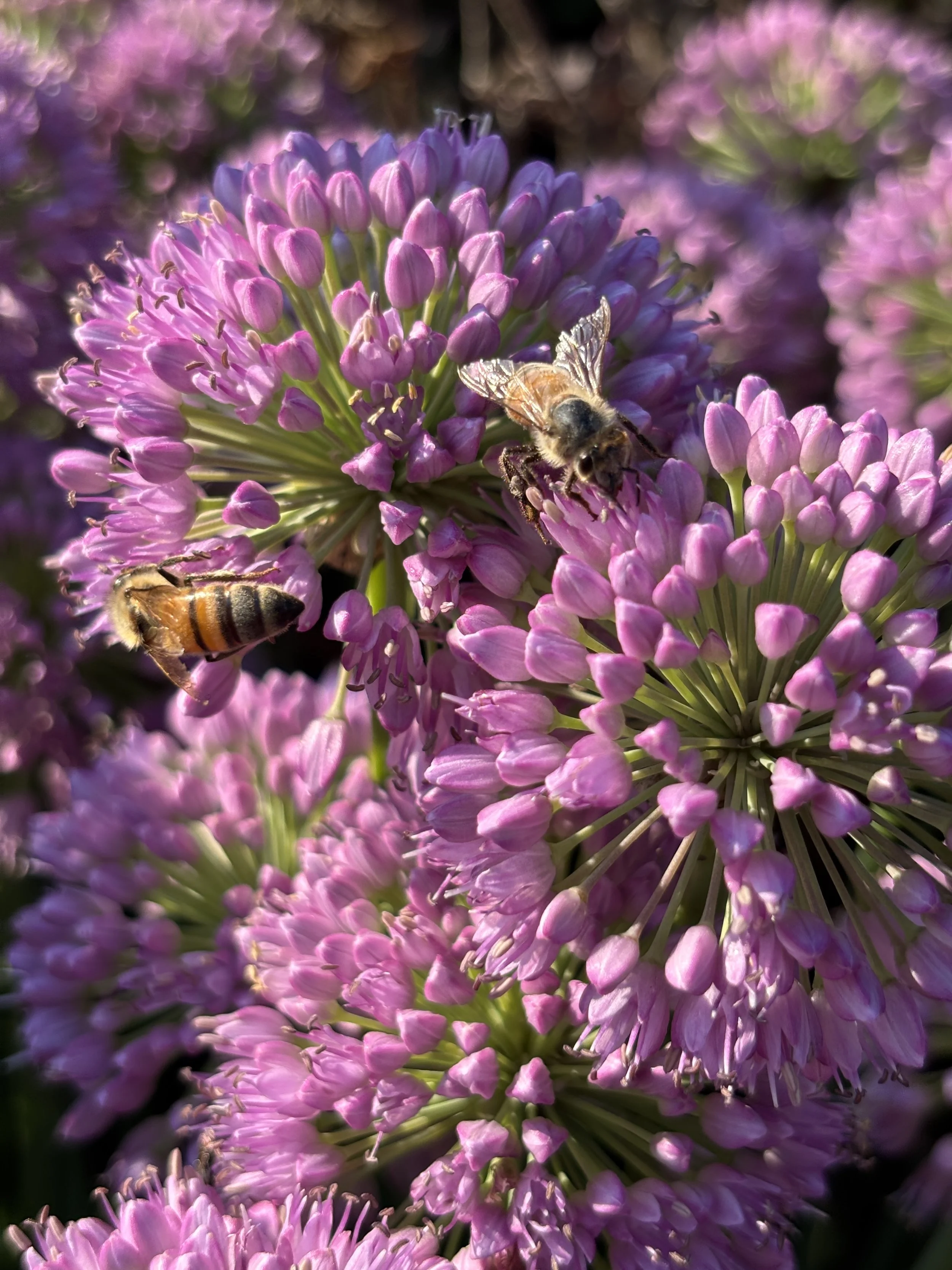 Close-up of pink Allium flowers with two bees collecting nectar.
