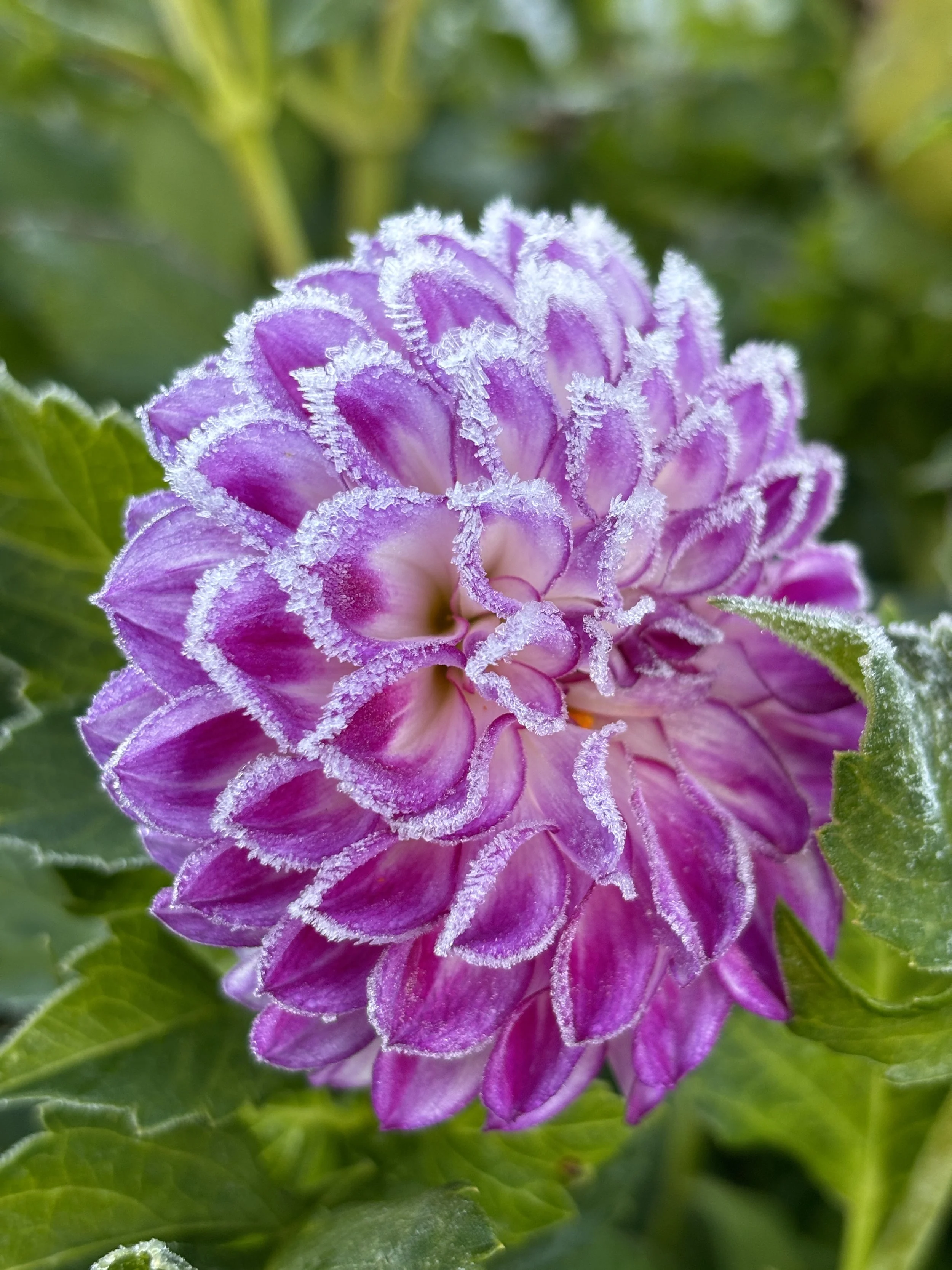 Close-up of a purple flower with frost on its petals and surrounding green leaves.