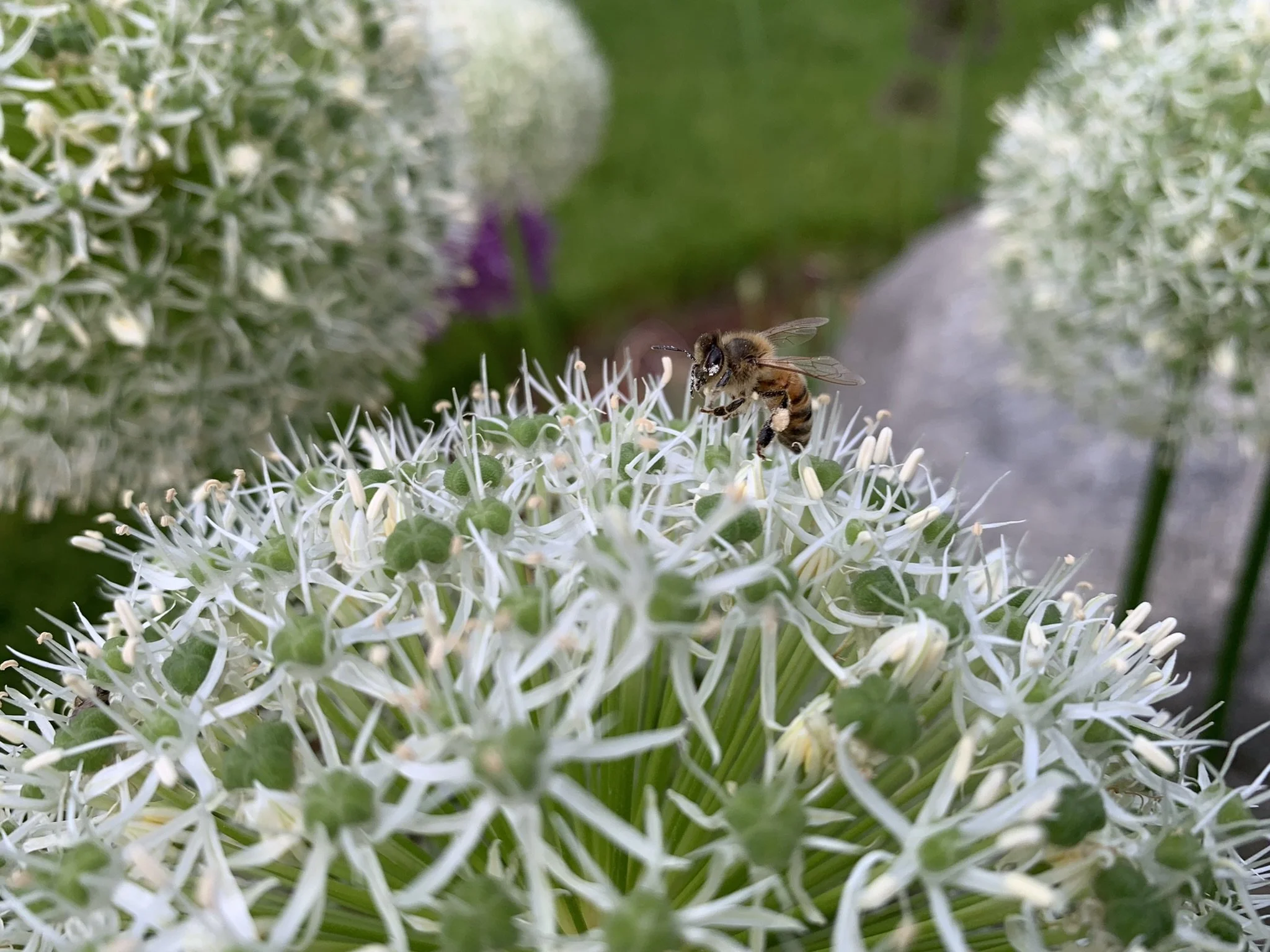 A bee collecting nectar from a large white flower.