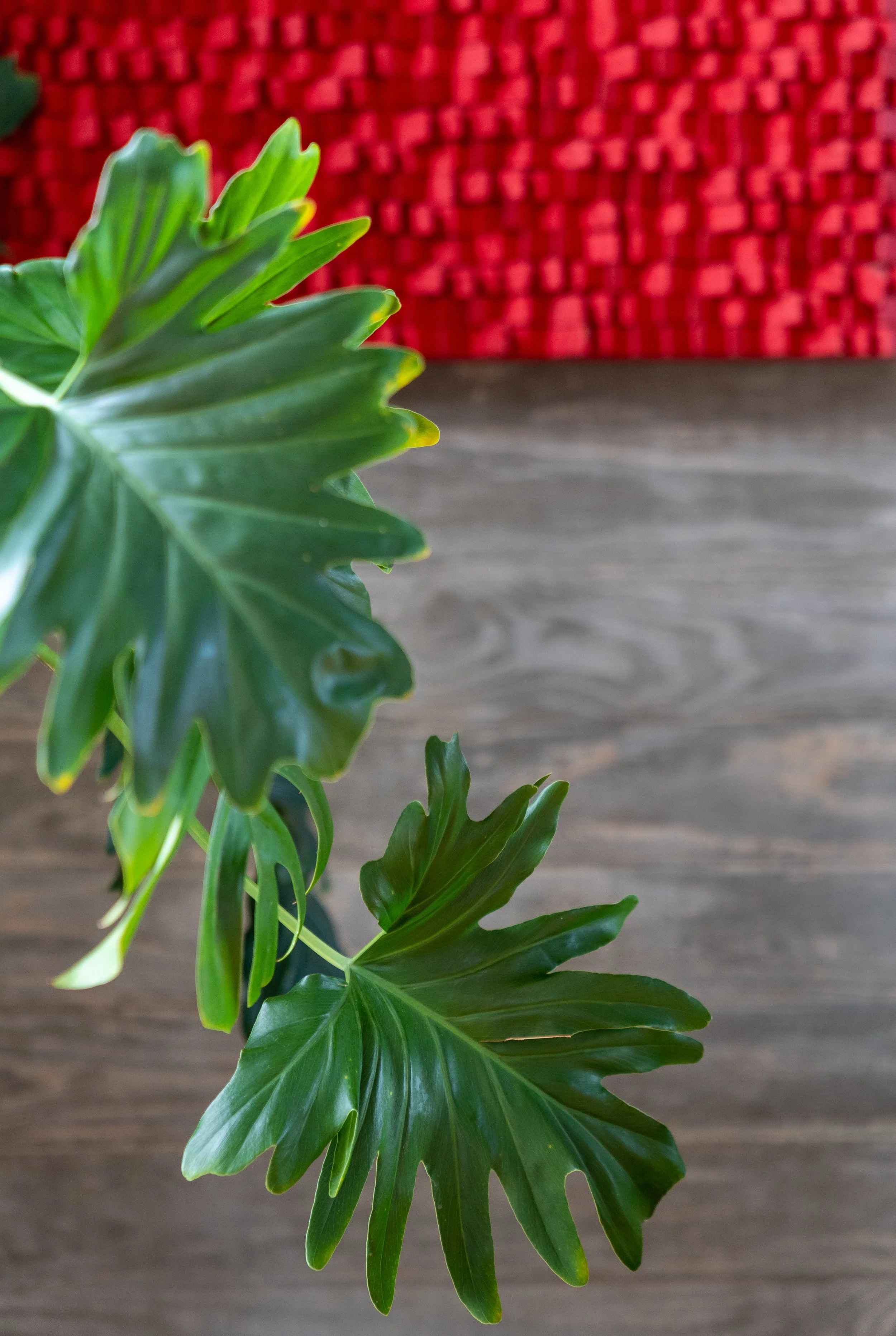 Green tropical leaves on a wooden surface with a red textured background.