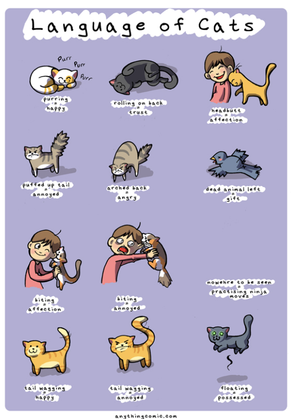 cat language.png