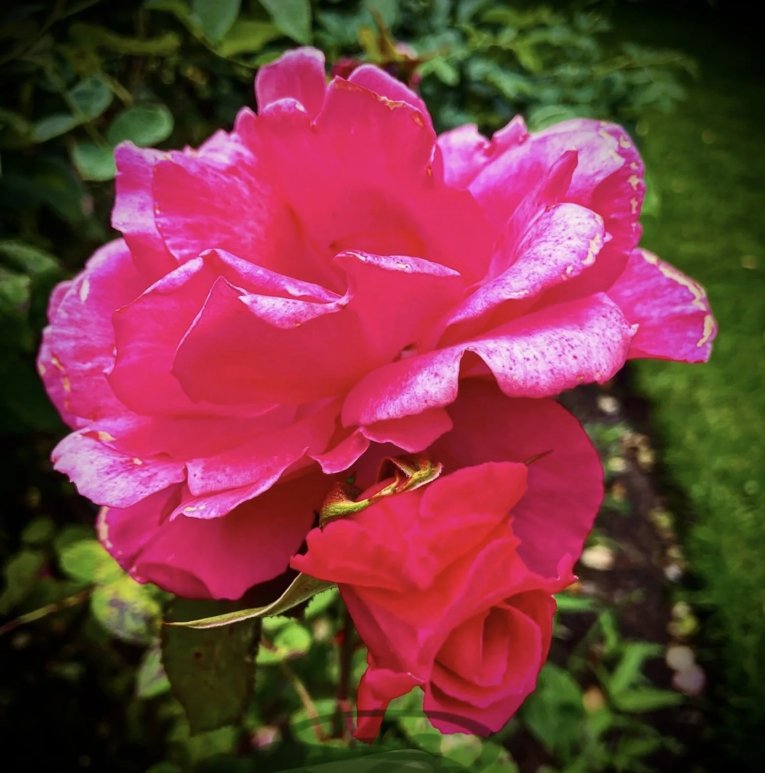 A Rose By Any Other Name
