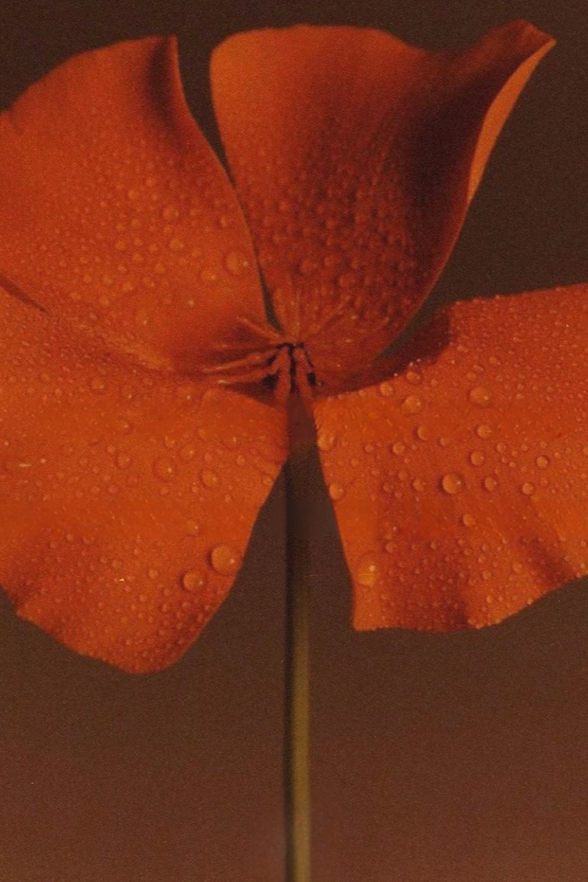 Close-up of an orange flower with dewdrops on its petals.