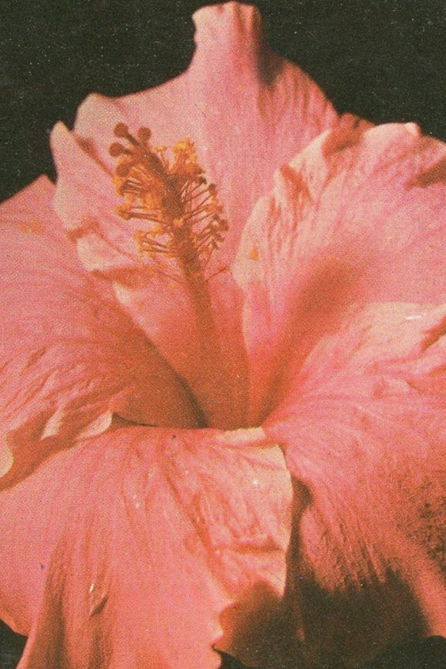 Close-up of a pink hibiscus flower with detailed petals and prominent yellow stamen.