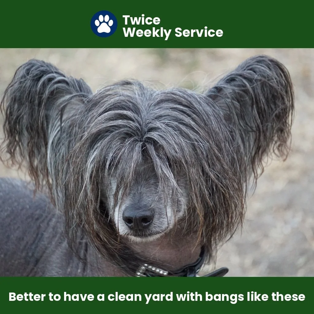 Elite Service — twice a week, up to 2 dogs