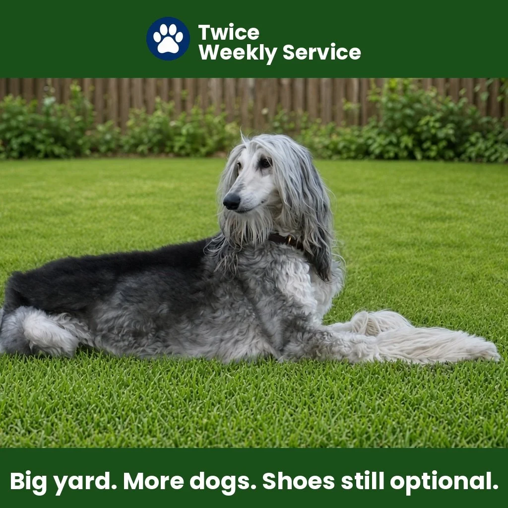 Premier Service — twice a week, 3–4 dogs