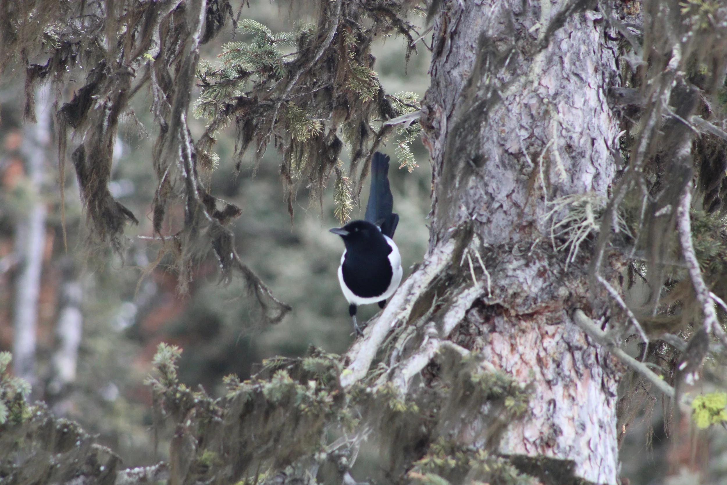 Nature Throughout The Years