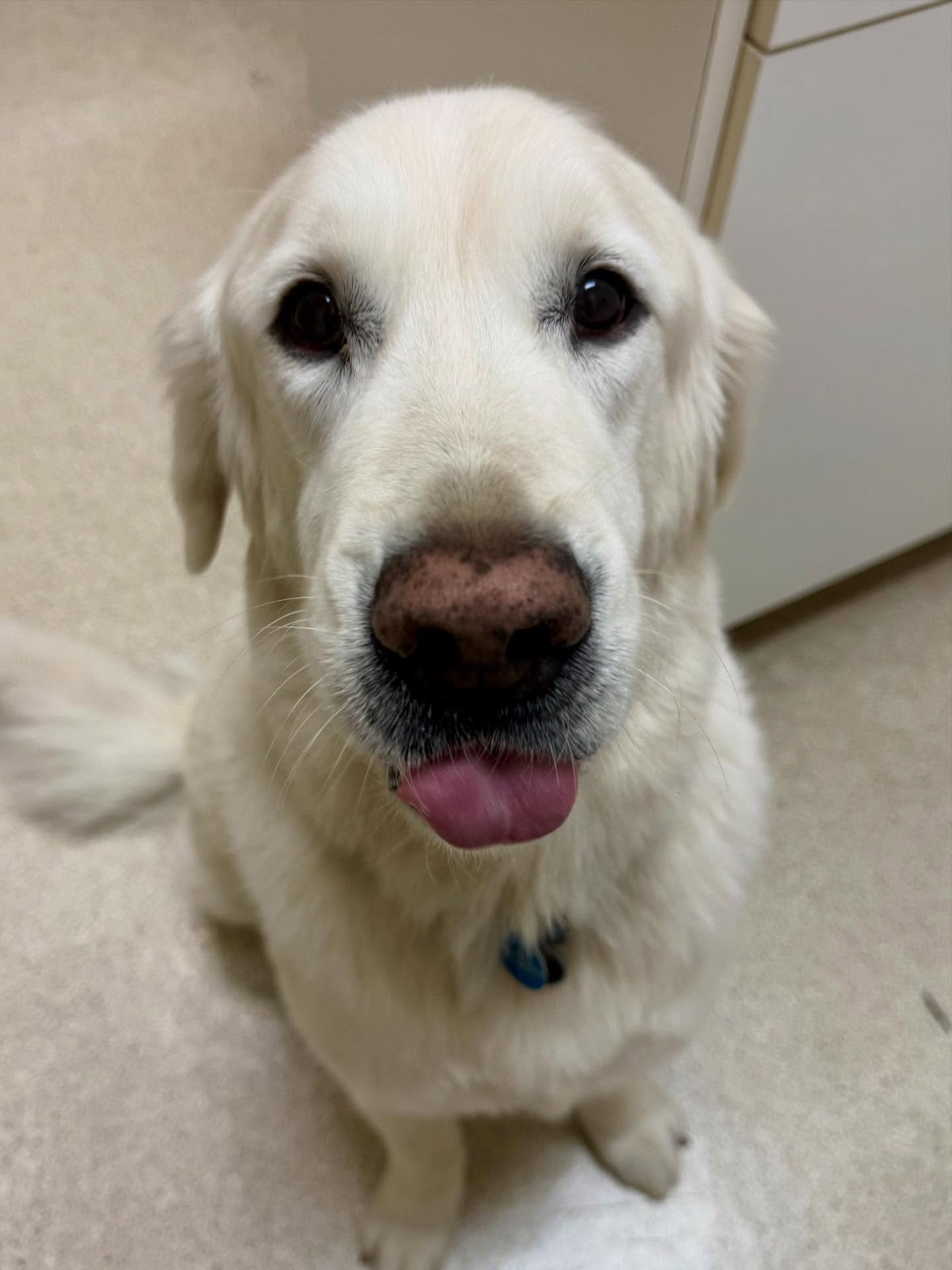 It&rsquo;s always a good day in Picasso&rsquo;s world 😄 #vetmed #dogsofinstagram #veterinarians