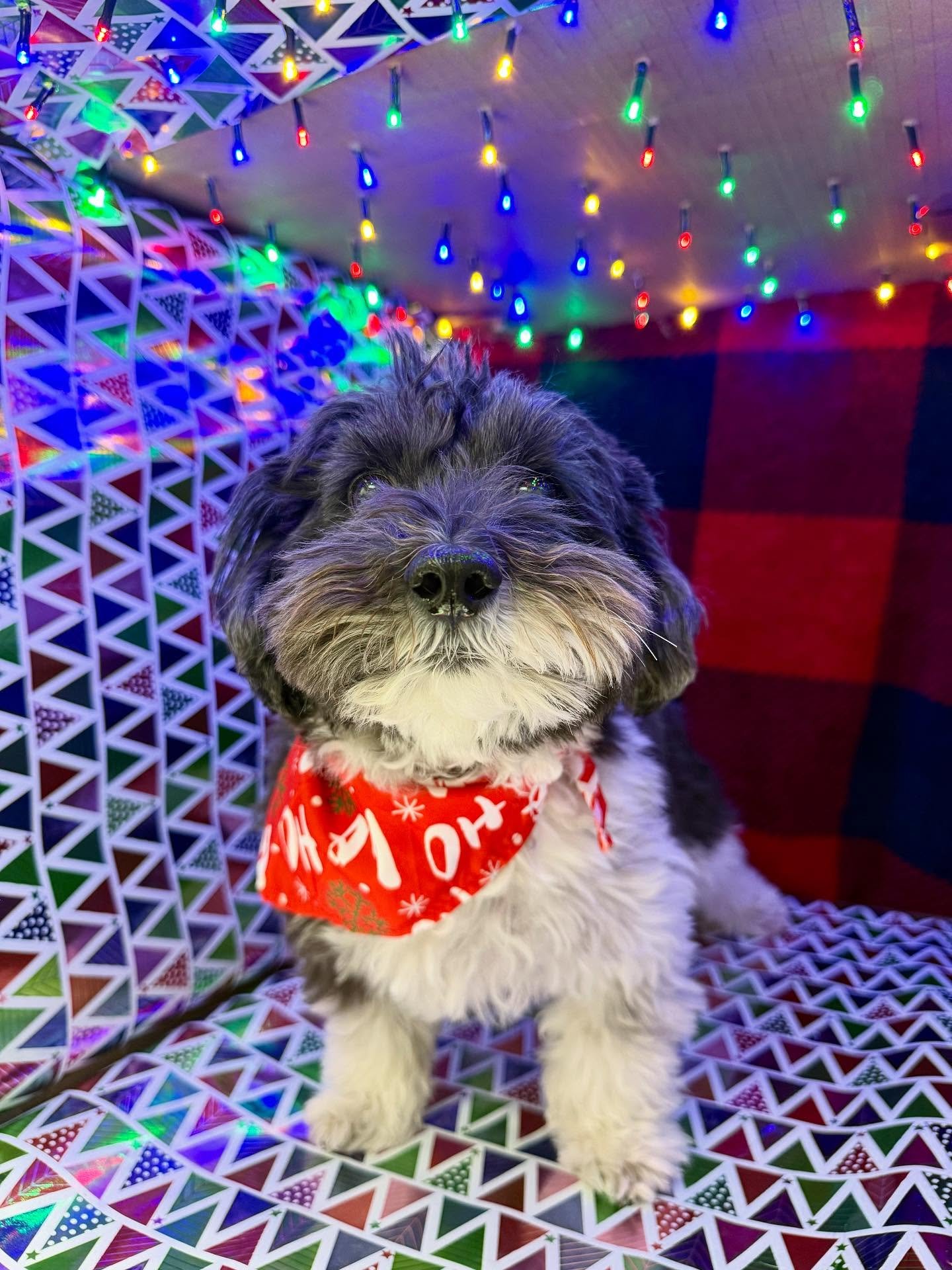 Sometimes I wonder if I should go into pet photography 😅 #veterinarymedicine #happyholidays #dogsofinstagram #santapaws