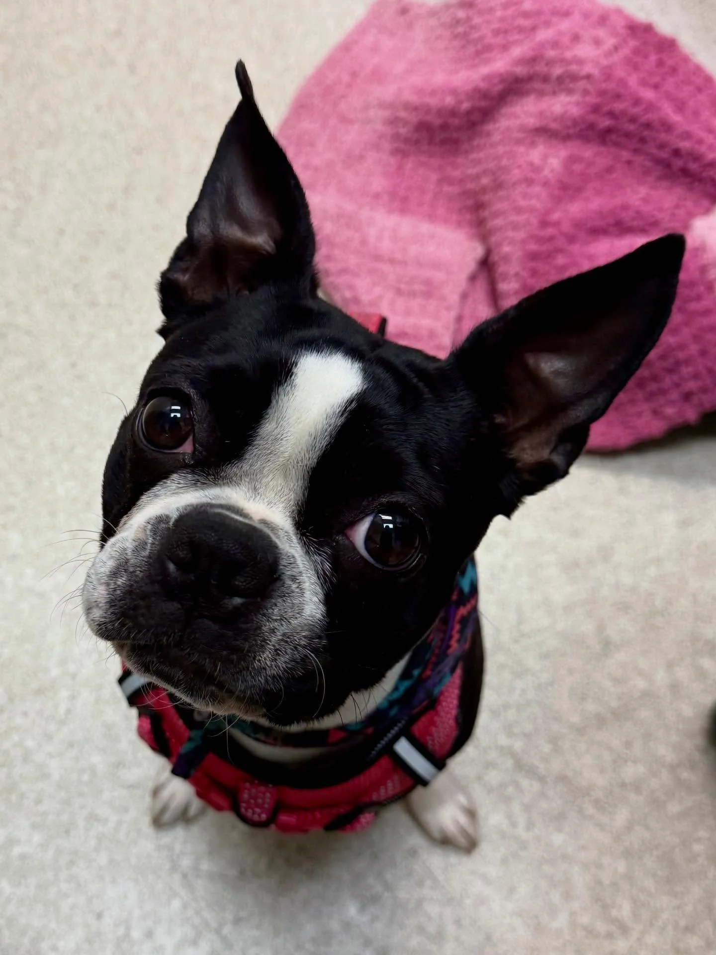 When the most perfect Boston Terrier walks in&hellip; you smother her in kisses 🥰 #veterinarian #dogsofinstagram #bostonterrier