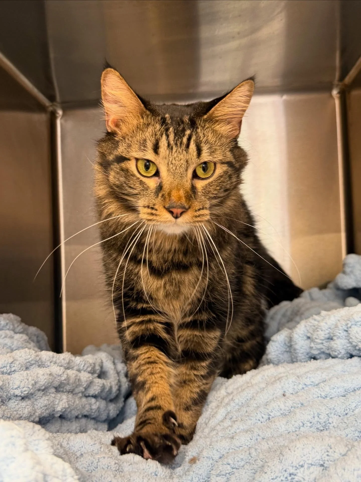 It&rsquo;s safe to say I am obsessed with this handsome boy 🥰 #veterinarians #vetmed #catsofinstagram