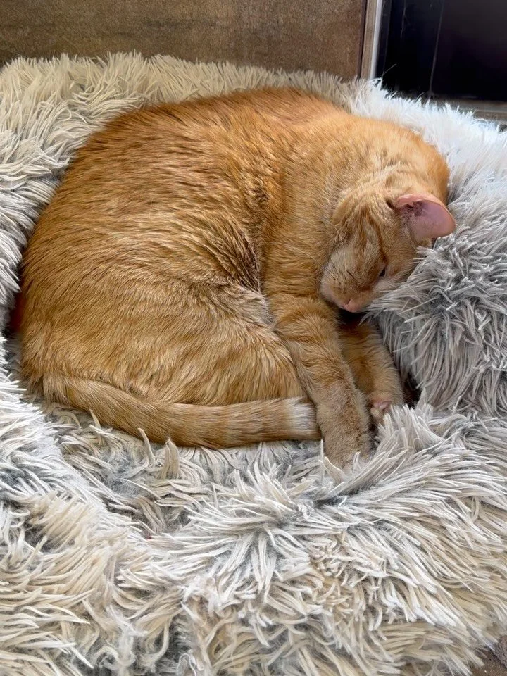 Chronicles of the most perfect clinic cats 🥰 #veterinarian #vetmed #catsofinstagram