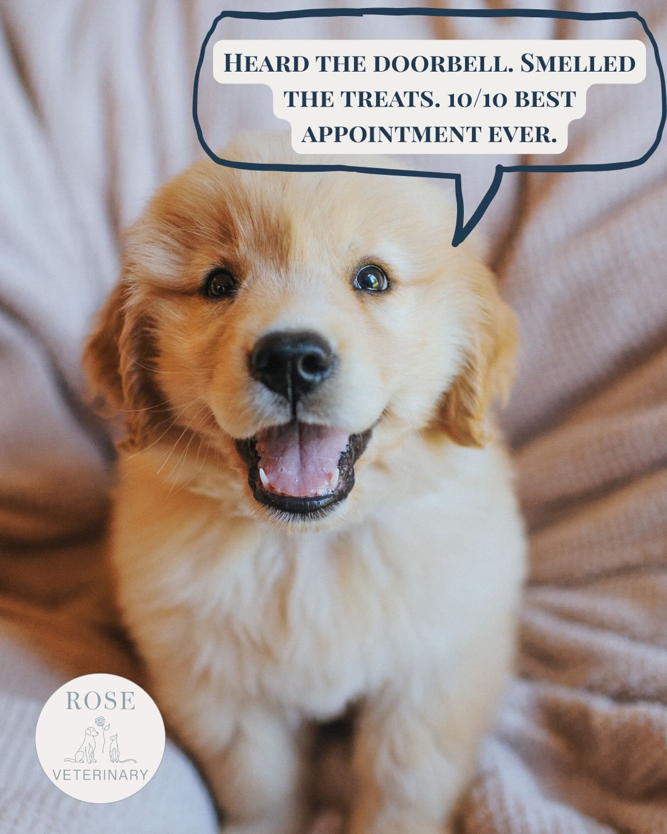 Stress-free vet care, delivered to your doorstep. 🚗🐾 Rose Veterinary house calls are perfect for pets who love their home turf - and a good treat or two. Book yours today!

#housecallvet #dogsofarizona #catsofarizona #veterinarian