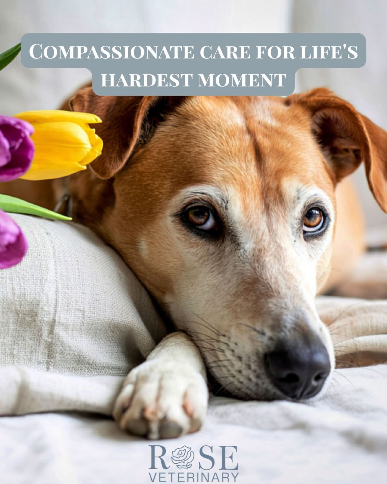 Saying goodbye to a beloved pet is one of the hardest moments we face 🪽 At Rose Veterinary, we believe every pet deserves to leave this world surrounded by the warmth and comfort of home - and every family deserves the space to grieve without the st