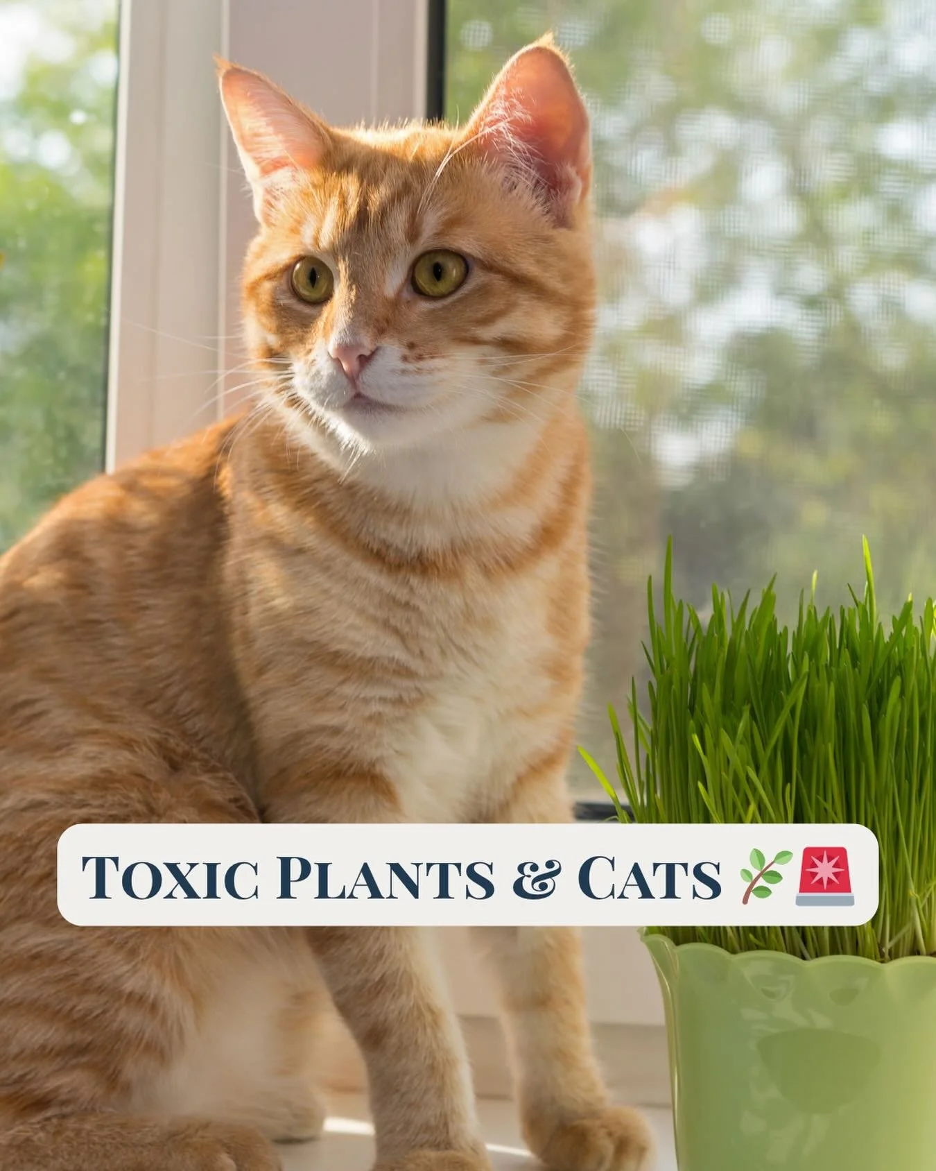 Spring is one of our favorite seasons - but if you&rsquo;re a cat parent, it&rsquo;s also time to take a closer look at what&rsquo;s in your home. 🌸🐱

Some of the most common and beautiful plants can be seriously harmful - or even fatal - to your c