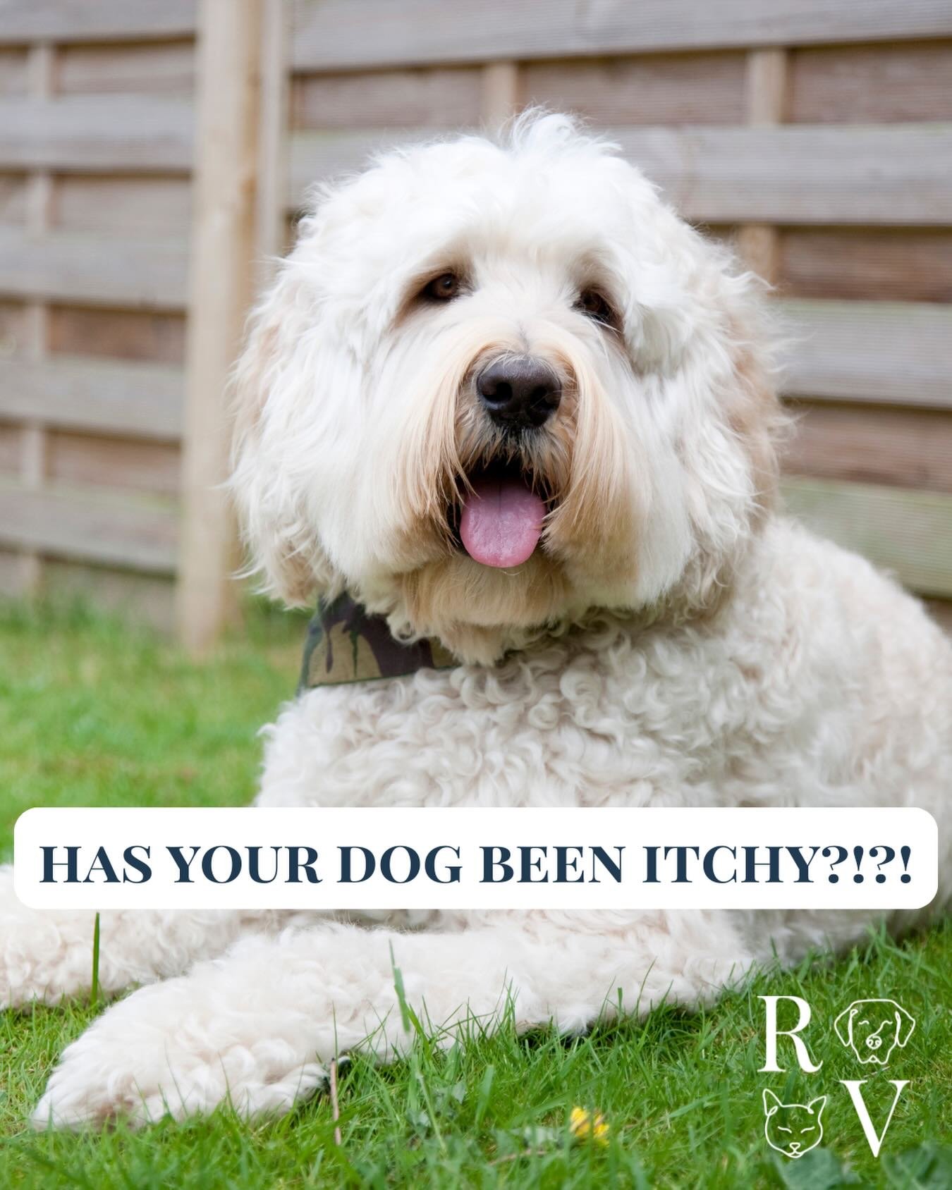 🌿 Spring is here - and so are seasonal allergies&hellip; for your pets too!

Did you know dogs and cats can suffer from environmental allergies just like we do? Signs to watch for:
🐾 Excessive scratching or licking
👀 Red, watery eyes
🤧 Sneezing o