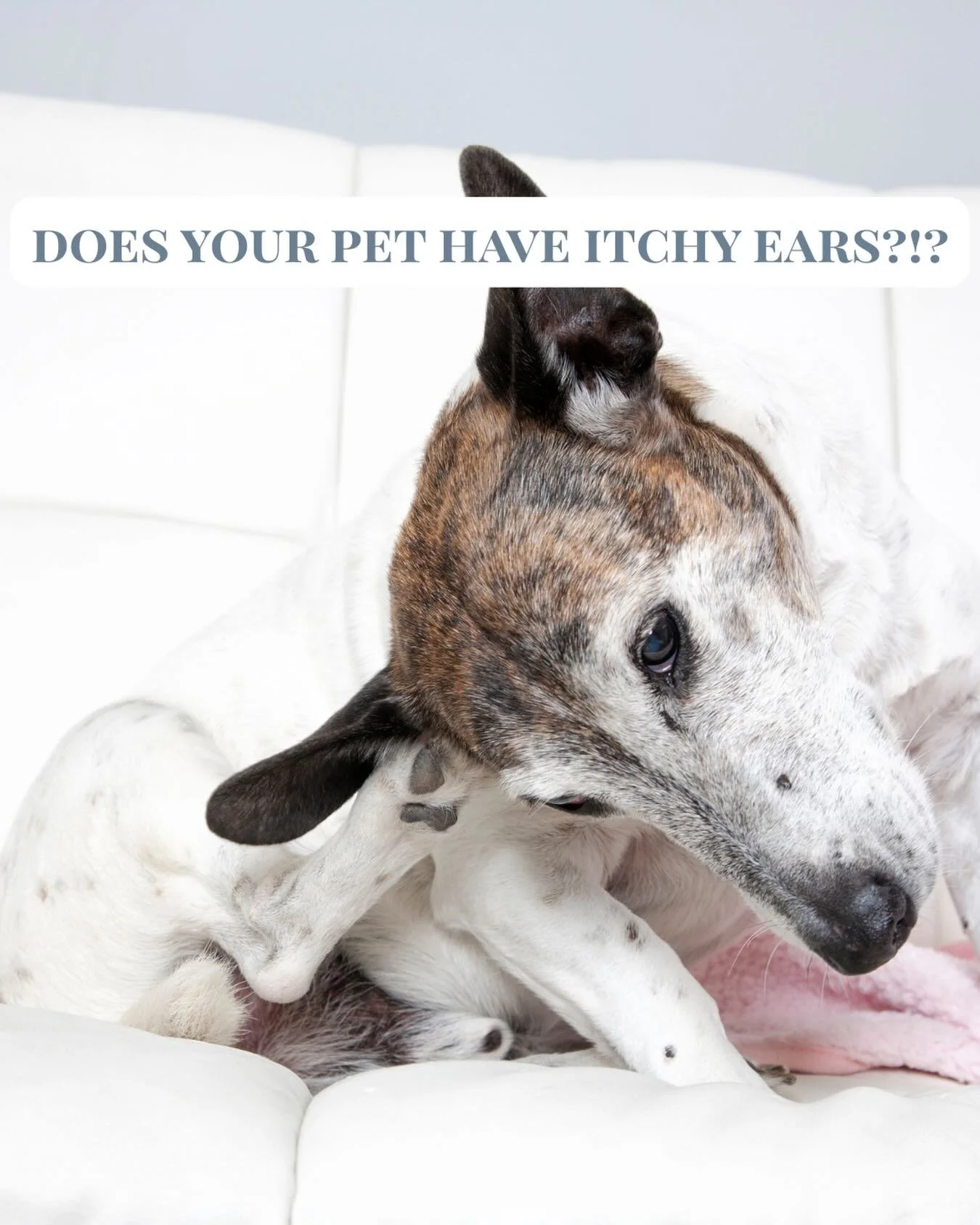 Is your dog or cat shaking their head or scratching at their ears? 🐶🐱 These could be signs of an ear infection - one of the most common issues we see at Rose Veterinary. The good news? They&rsquo;re very treatable when caught early! Don&rsquo;t wai