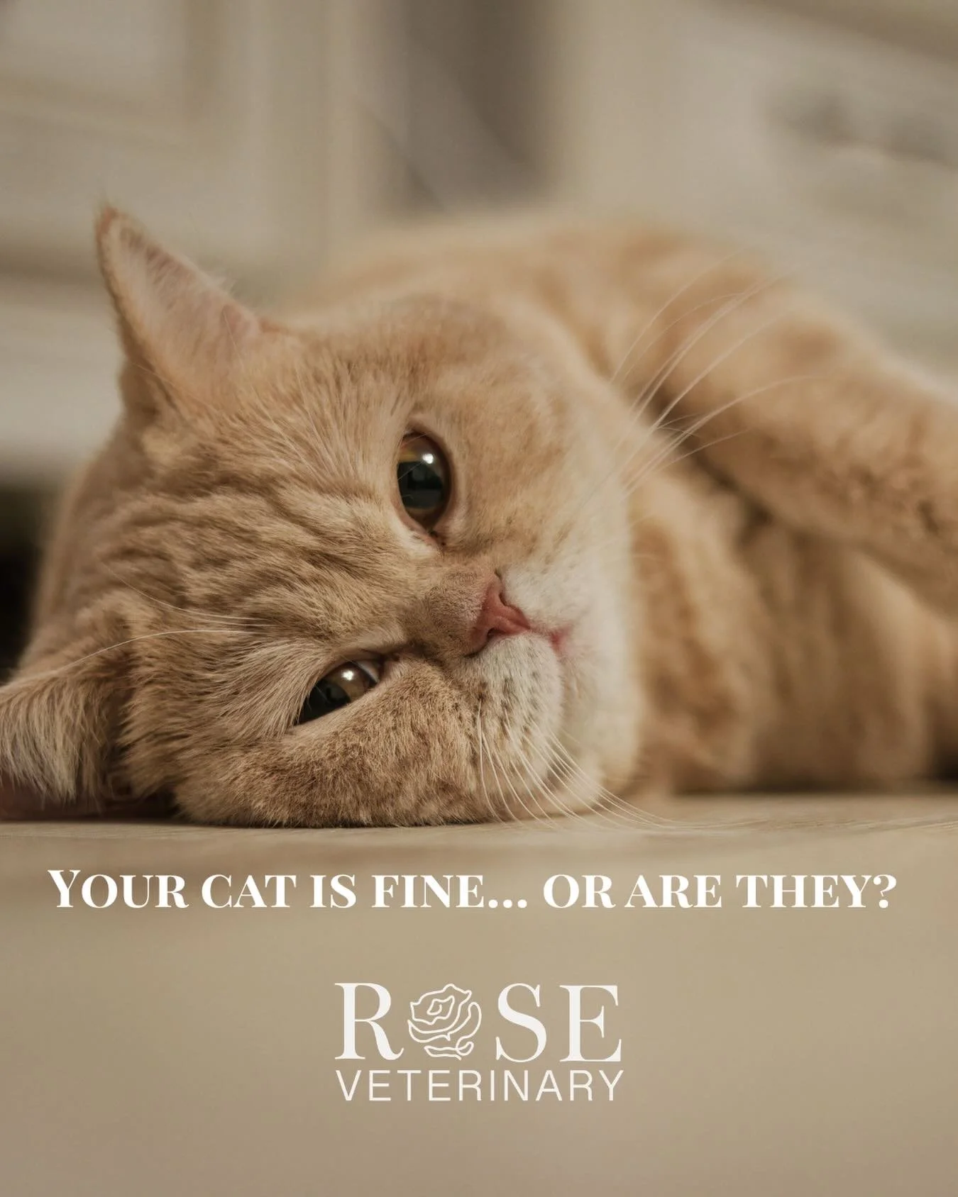 Cats are masters at hiding when something is wrong. 🐱 Unlike dogs, they often show very few signs of pain or illness - which means by the time you notice something is off, it may have been going on for a while. Regular wellness exams at Rose Veterin
