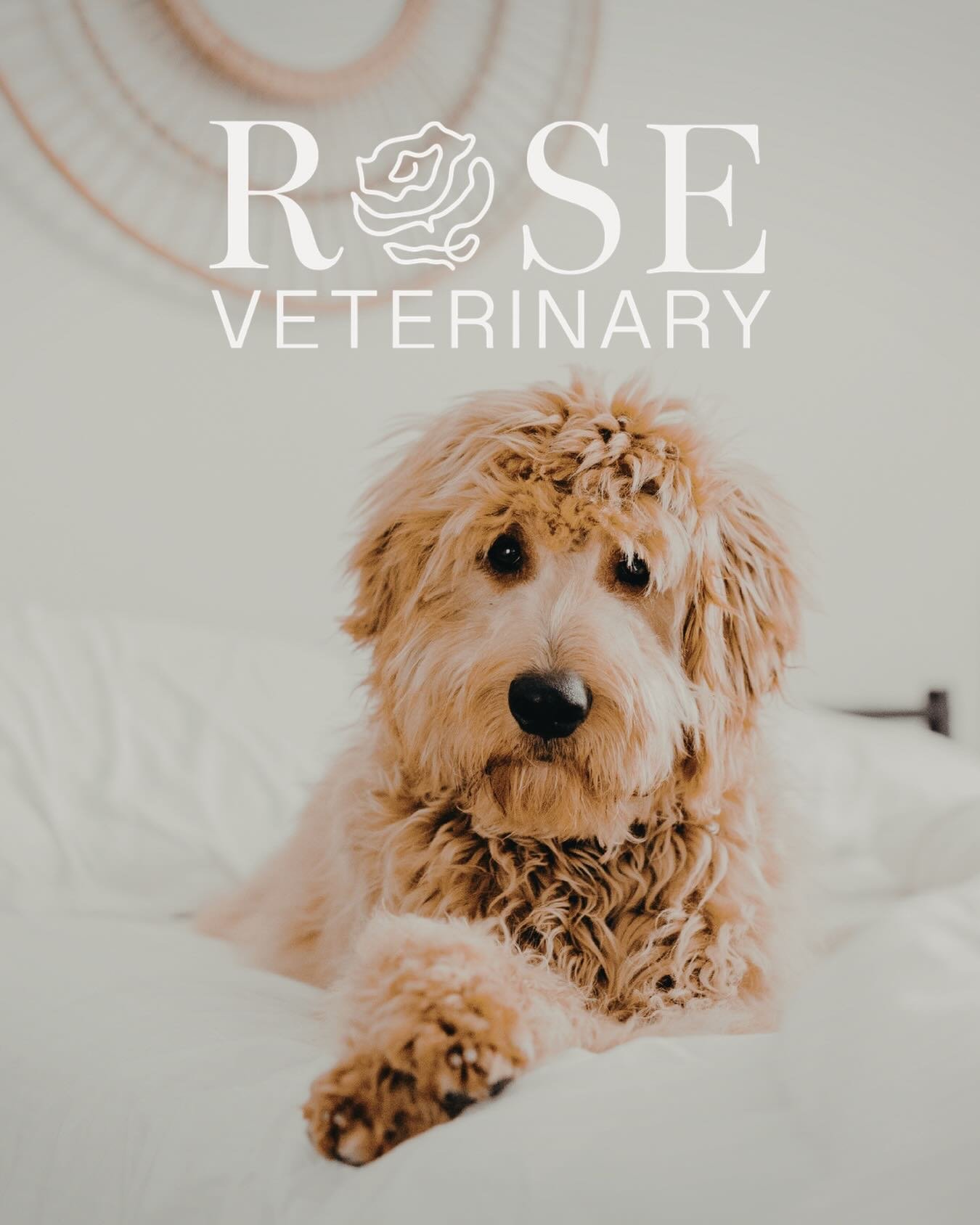 Every pet deserves great care. That&rsquo;s why we&rsquo;re here. 🌸 Whether it&rsquo;s your first visit or your hundredth, we treat every patient like family. New patients welcome - book your appointment today at our website! 🐾
#roseveterinary #hou