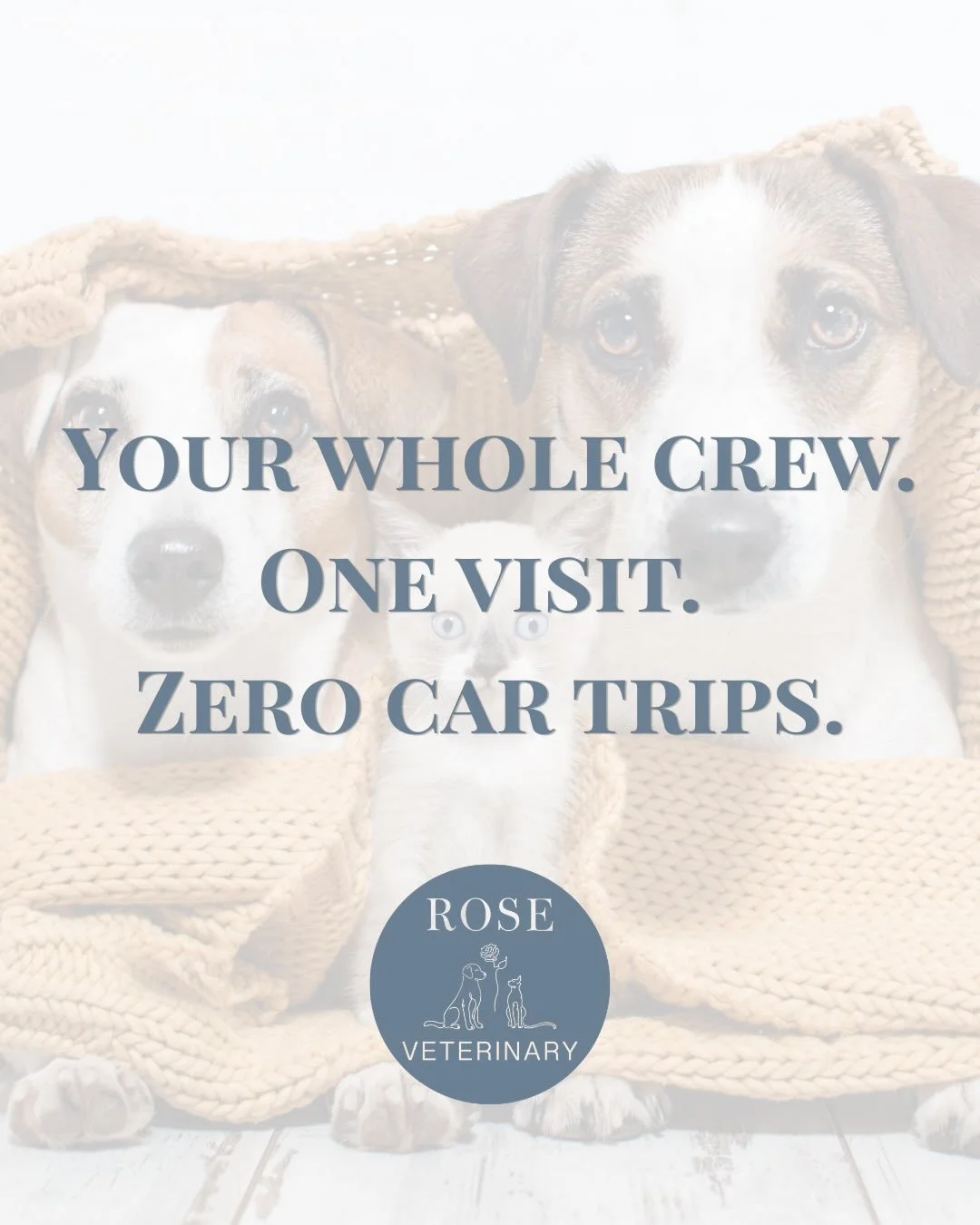 Two dogs AND a cat at the same vet visit? Yep - and nobody had to leave the house. 🐶🐶🐱

Meet this sweet crew from a recent Rose Veterinary house call! We saw all three in one visit, right in the comfort of their own home.

At Rose Veterinary, we s
