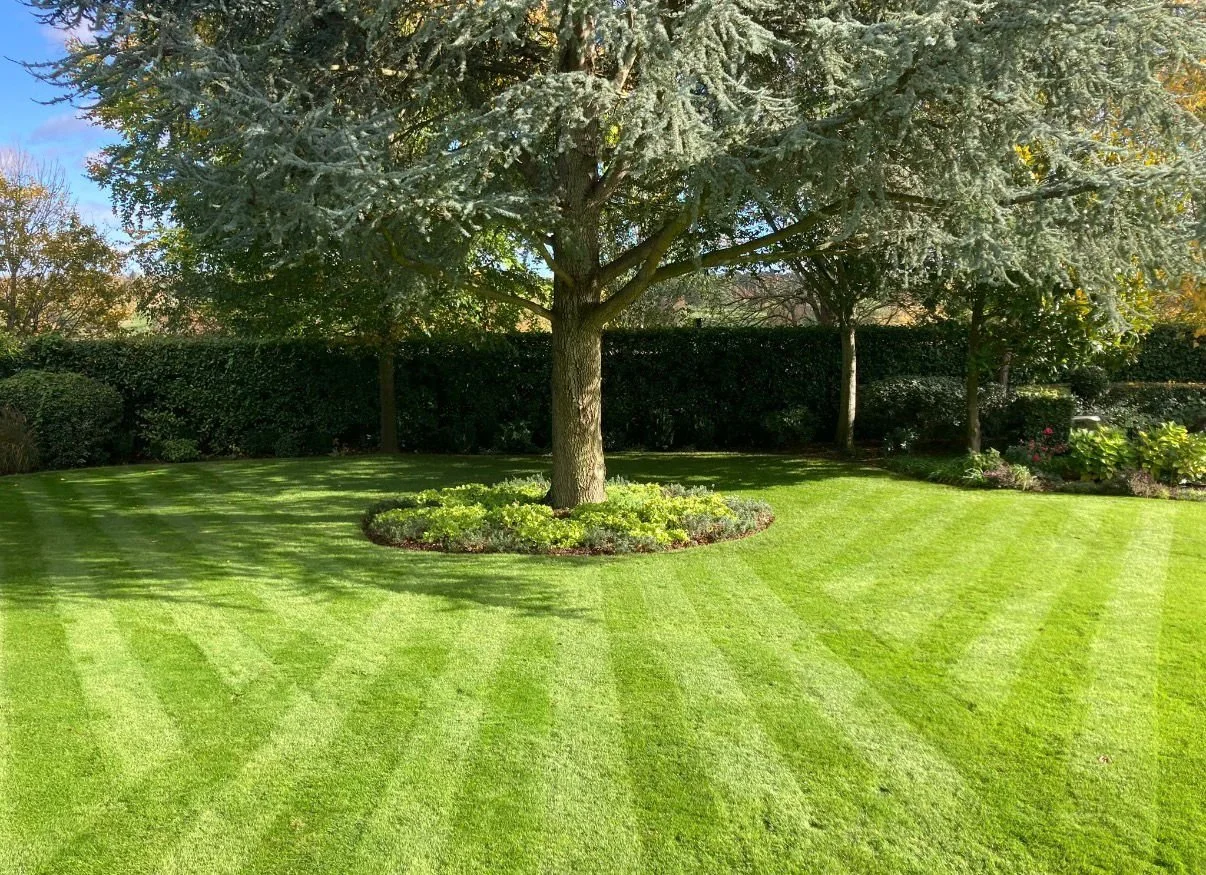 A well-maintained striped lawn with fresh green grass, trees with full foliage, and a neatly trimmed hedge in the background.