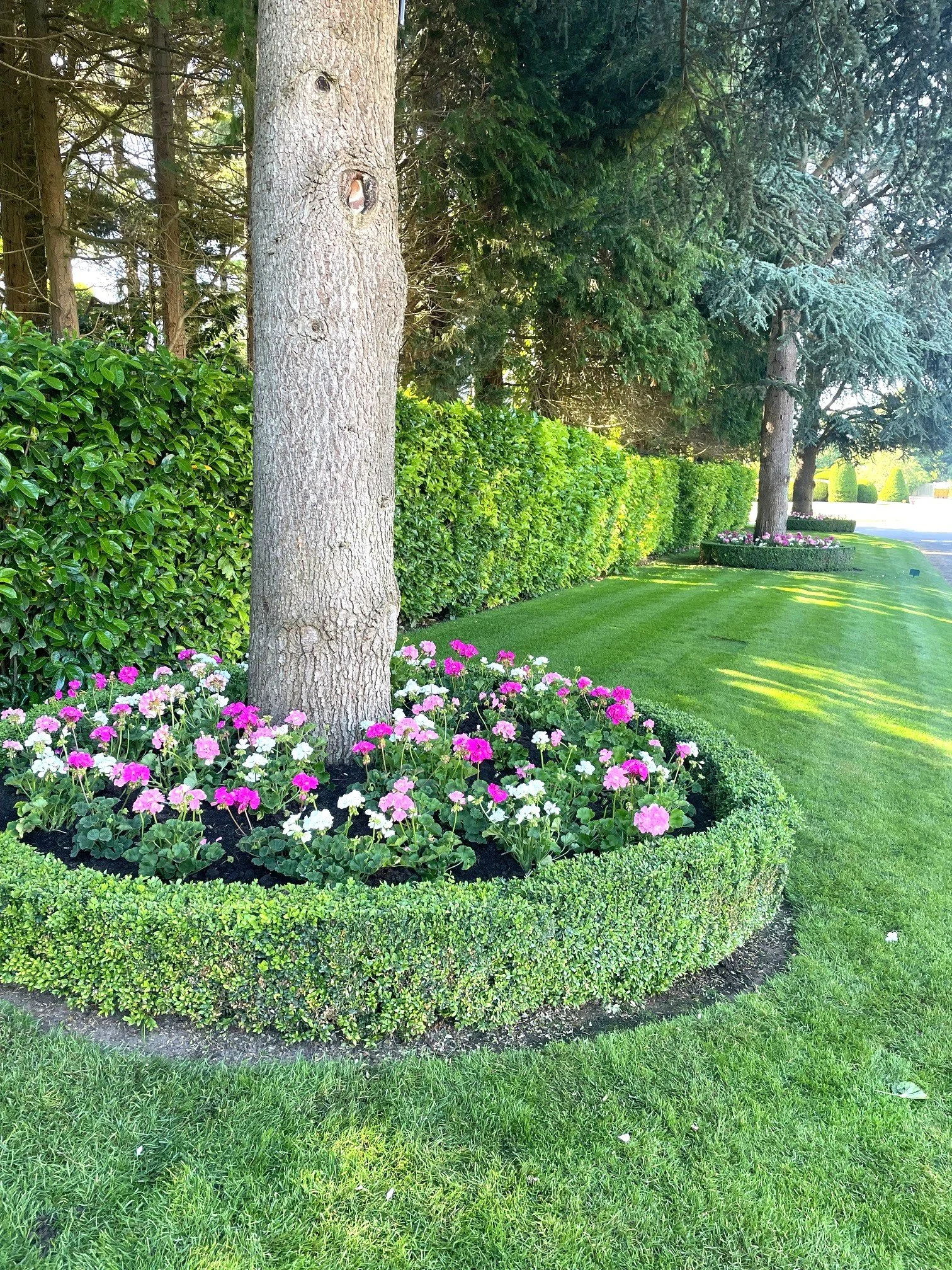 A well-maintained flower bed with a large tree surrounded by colourful pink and white flowers, edged by low green hedges, with a lush green lawn and taller trees in the background.