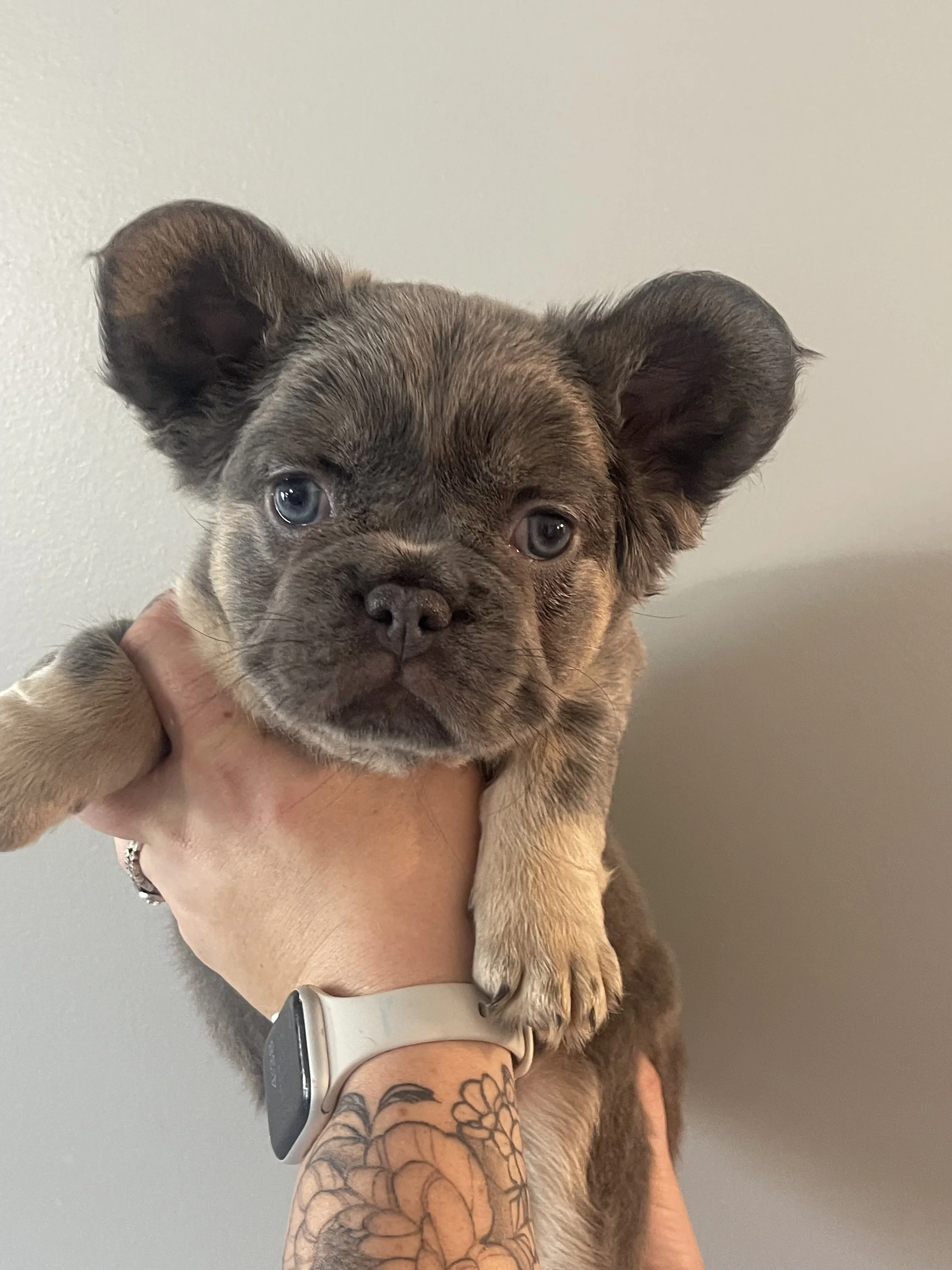 Fluffy Blue and Tan Female French Bulldog