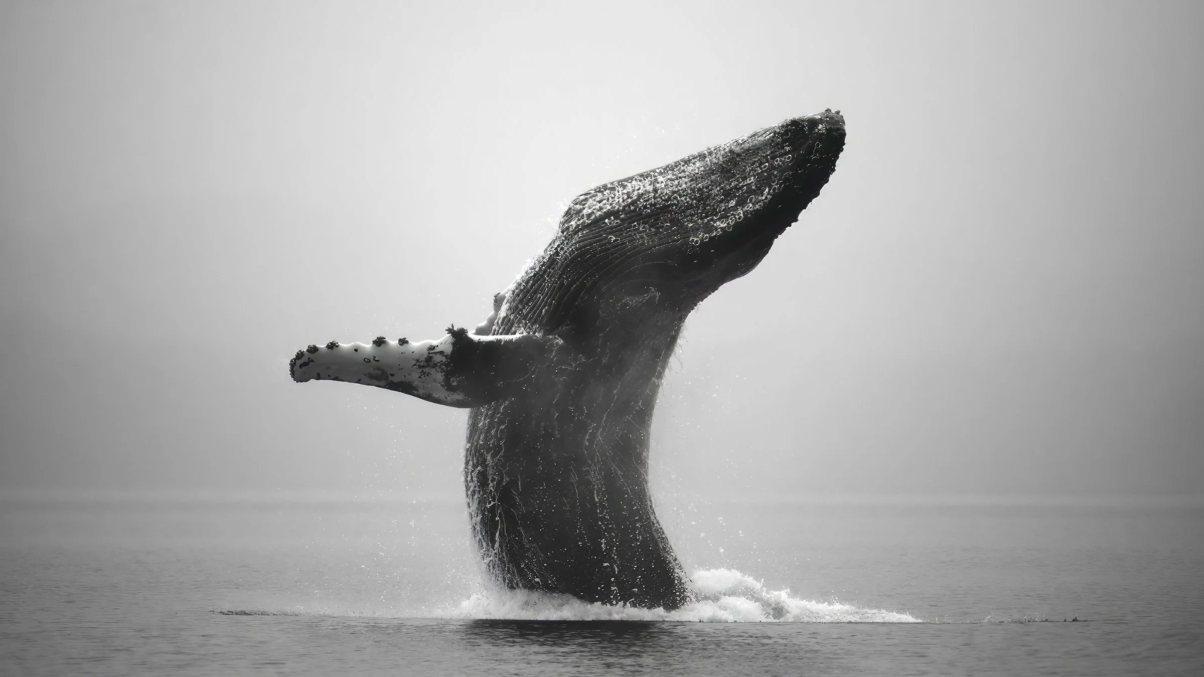 A Breach Of A Lifetime