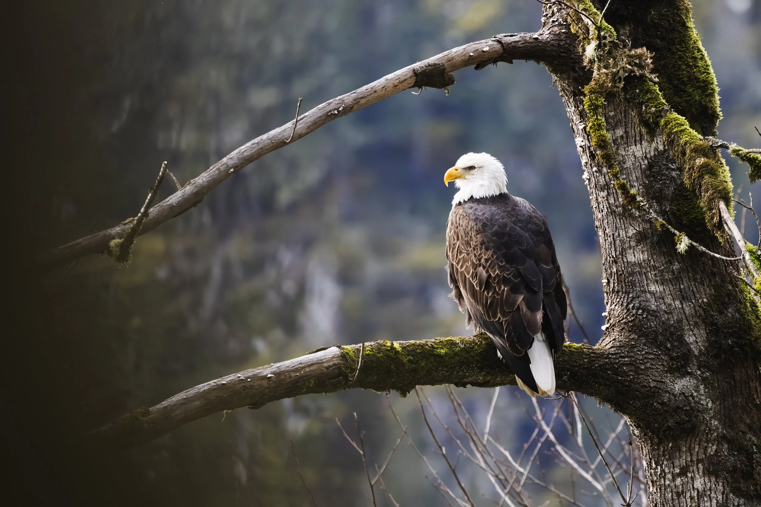 A bald eagle perched on a moss-covered tree branch in a forested area with a blurred background.