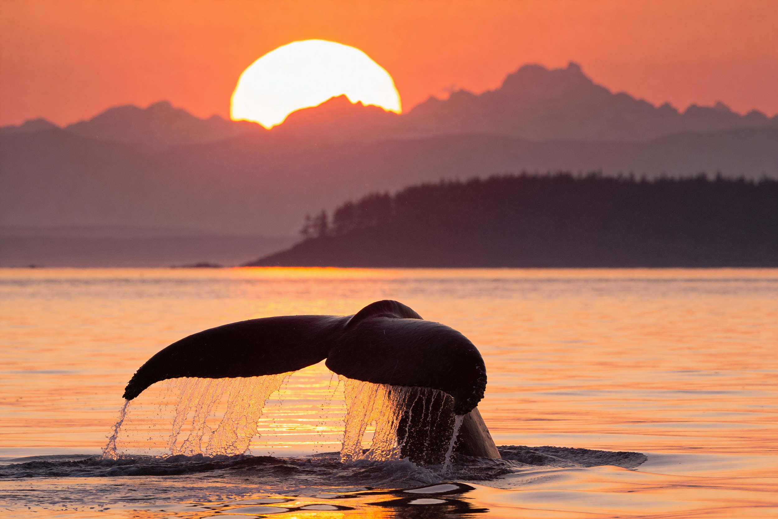 Humpback whale tail silhouetted against an orange sunset sky with mountains and a small island on the British Columbia coast