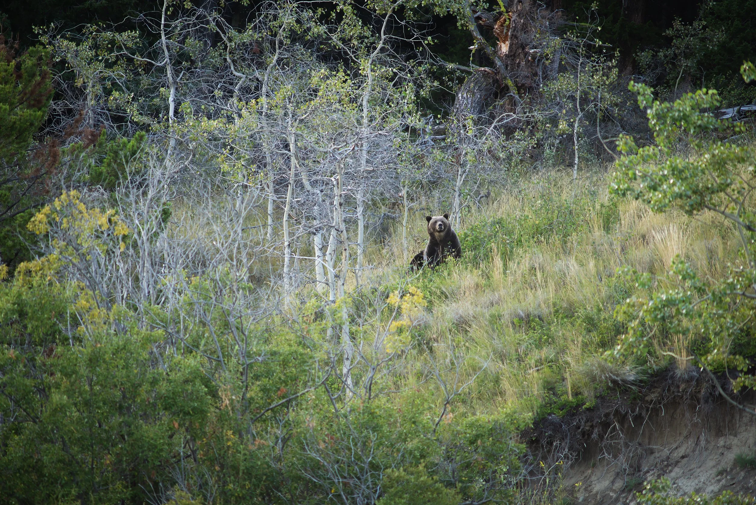 A bear sitting on a grassy hillside among trees and shrubs in a forested area.