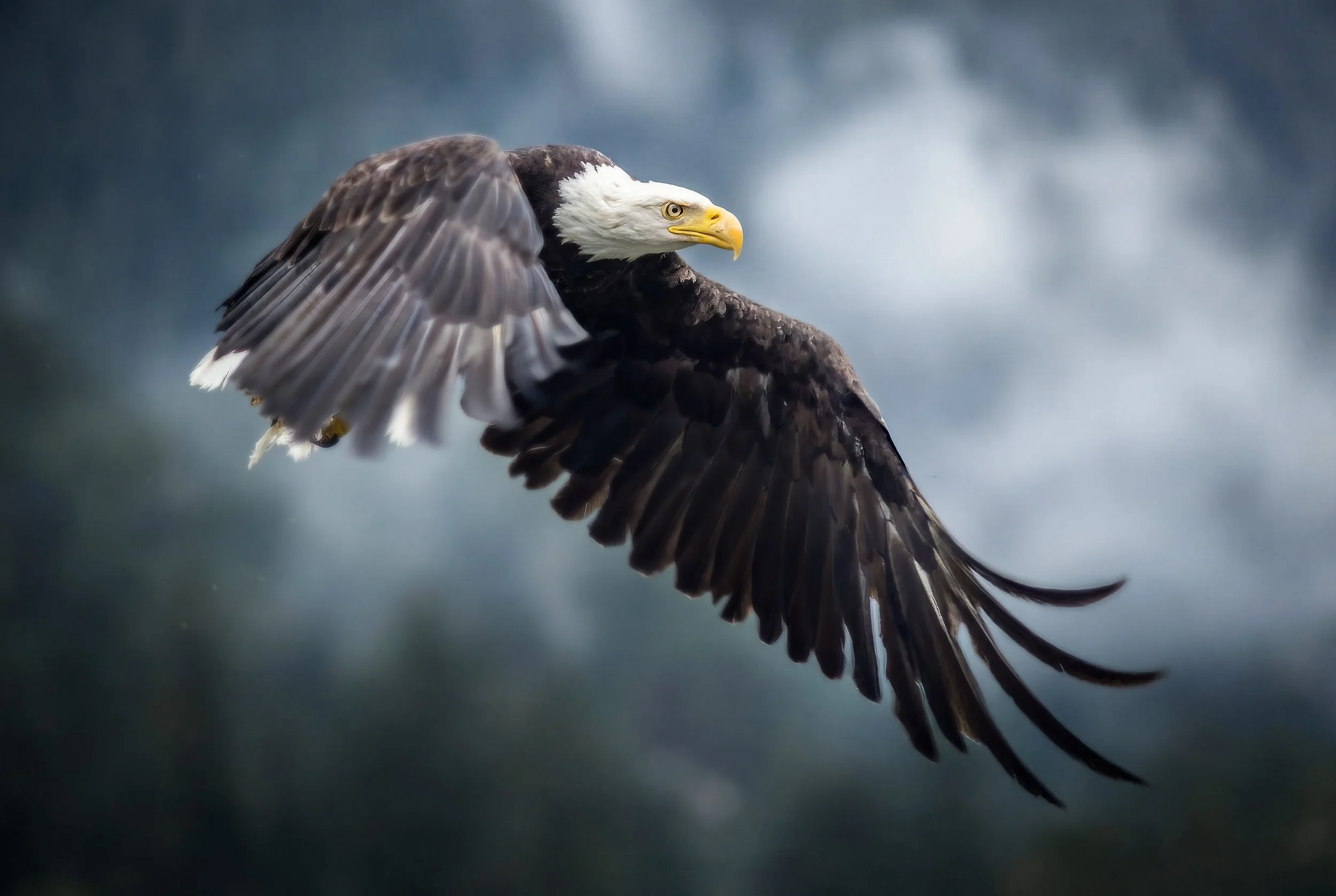 Bald eagle soaring with wings fully extended against a cloudy sky over coastal British Columbia
