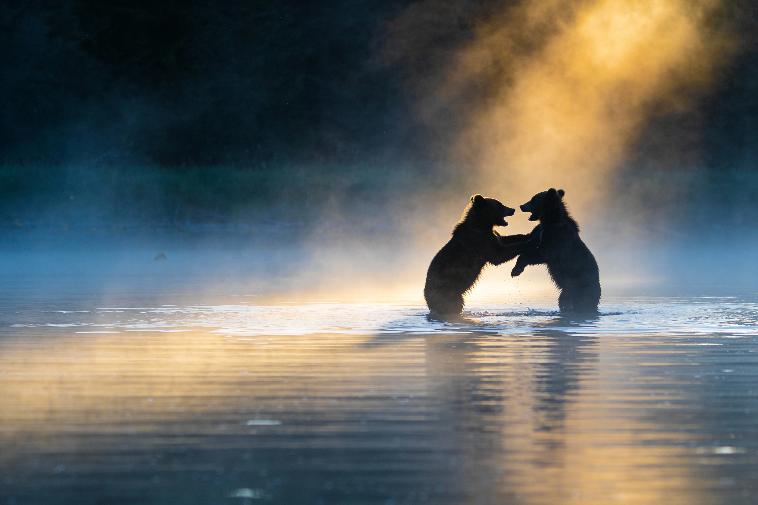 grizzly bear cubs play fighting in the water at sunrise on the chilko river in British Columbia