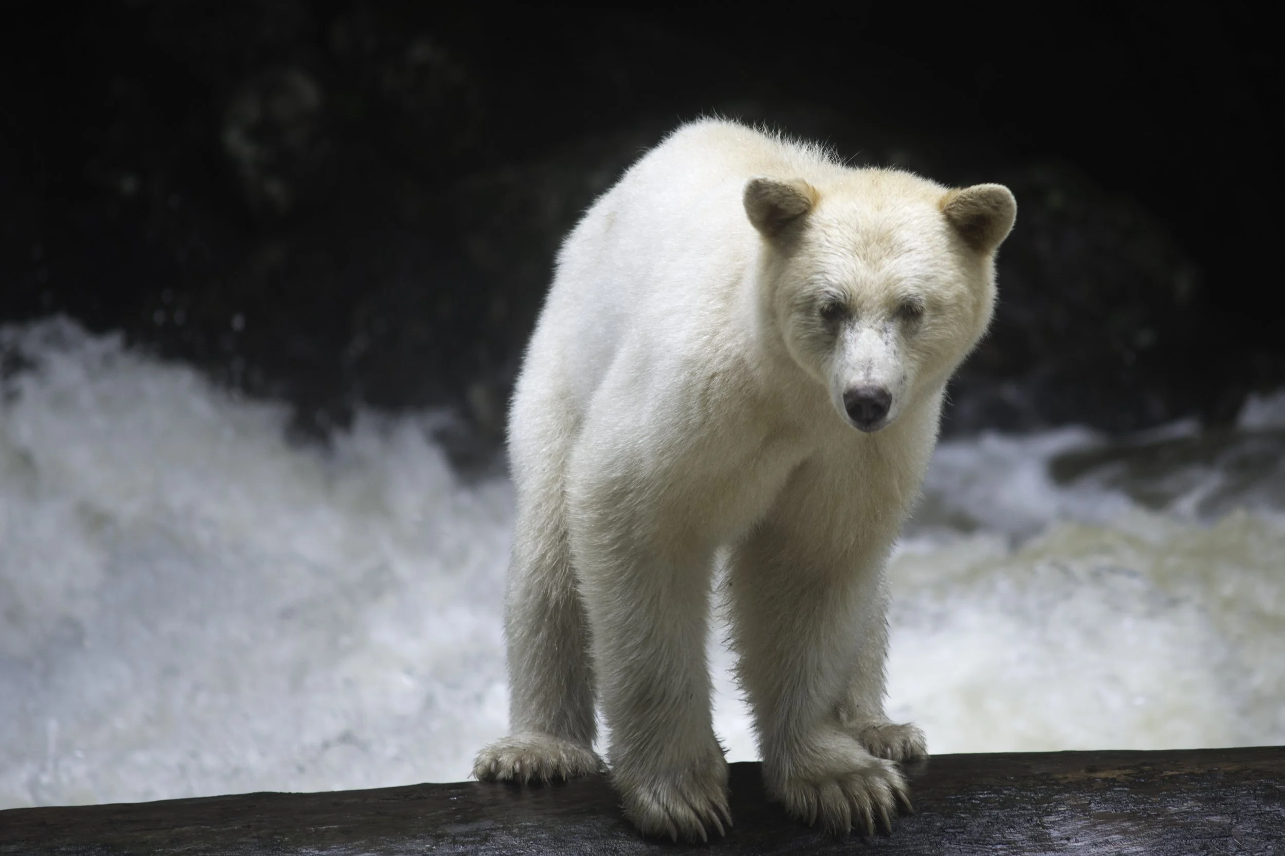 spirit bear on log above creek in the great bear rainforest of British Columbia - capturing the wild