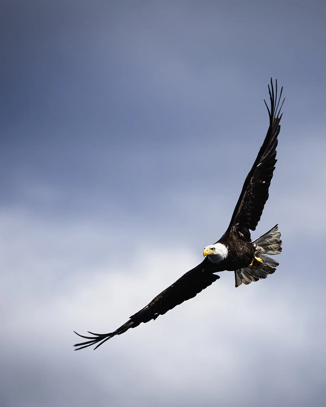 A bald eagle soaring through the sky with its wings fully extended against a cloudy blue sky.