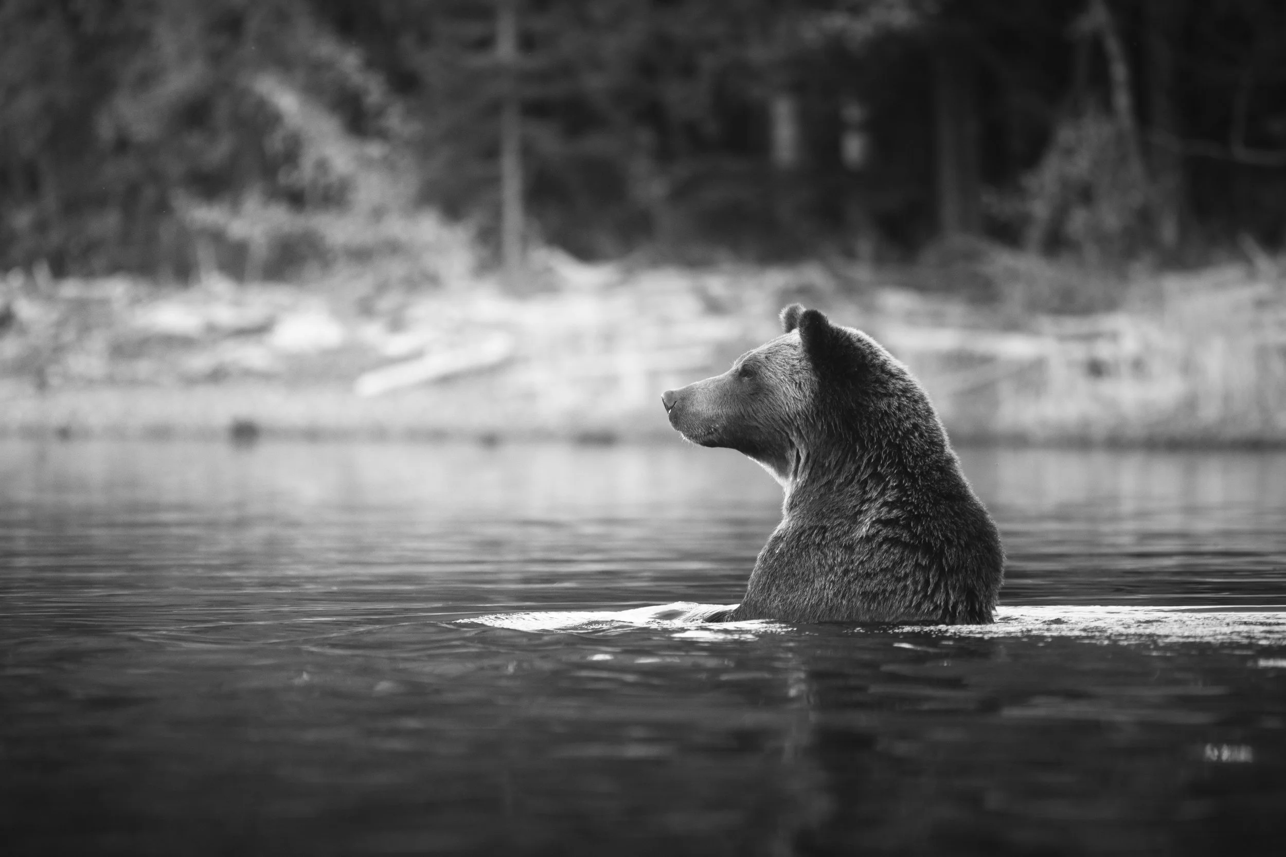 Grizzly bear sitting in a river with dense forest in the background, black and white fine art wildlife photography