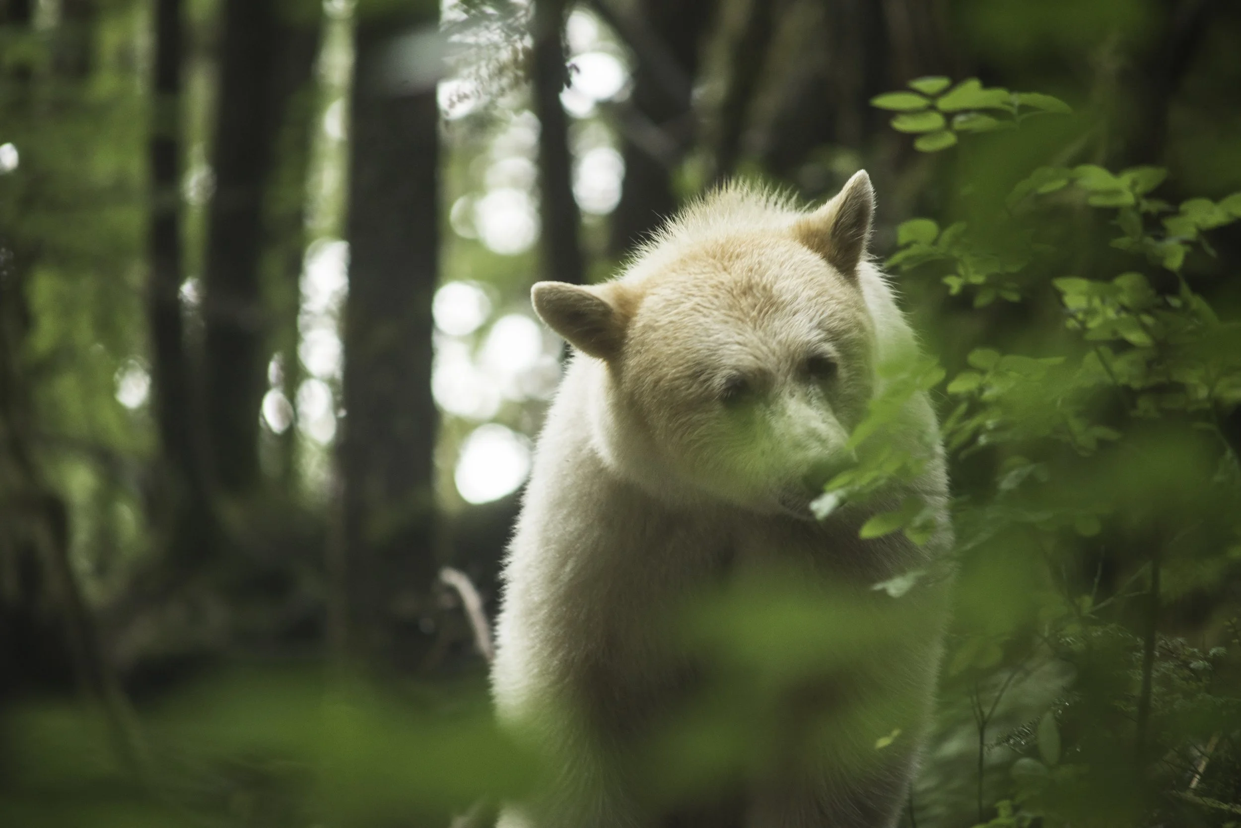 Ghost Of The Rainforest