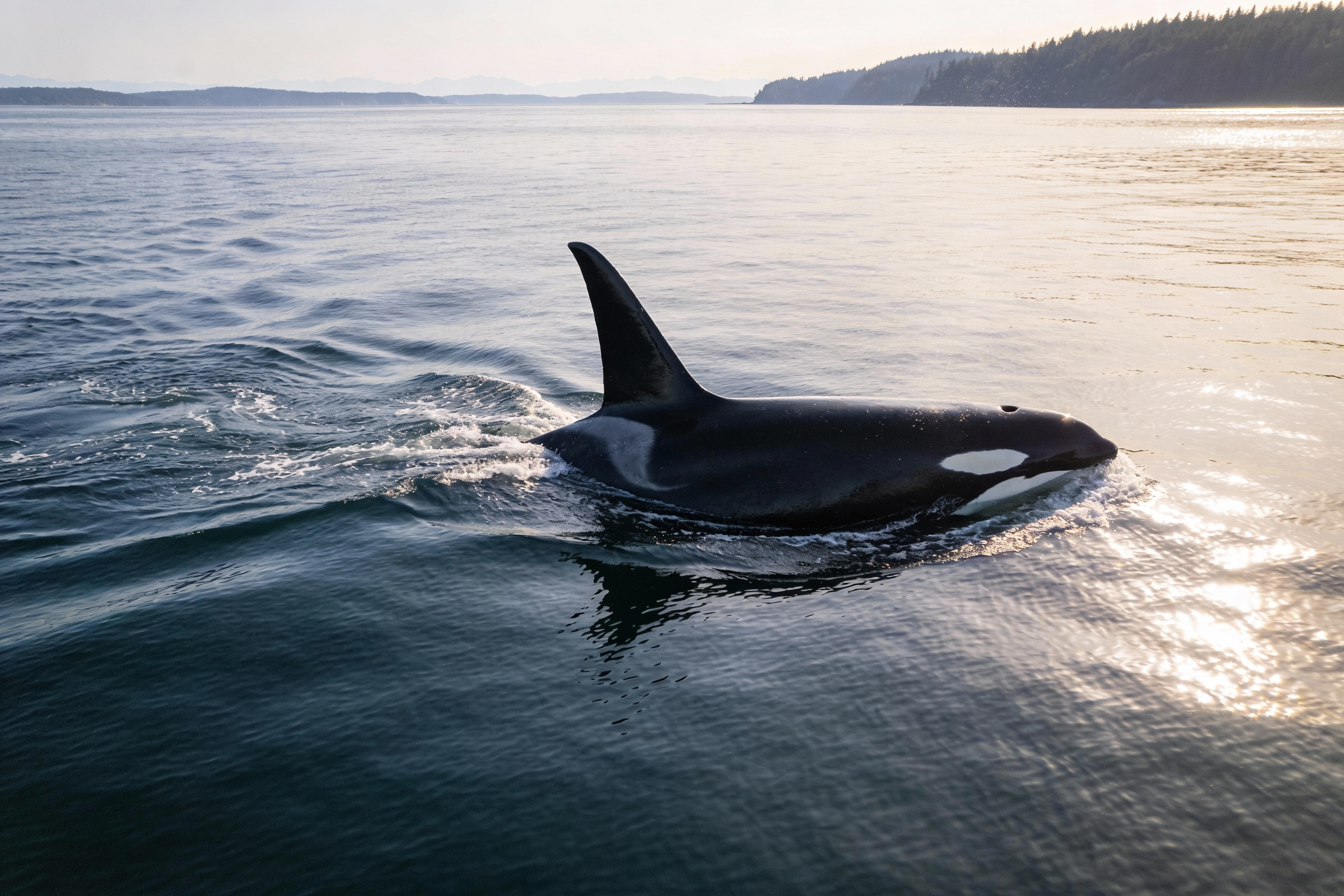 An orca, also known as a killer whale, swims along the coast of Vancouver Island, British Columbia. The resident orca's dorsal fin rises above the surface of the Pacific Ocean, with the temperate rainforest coastline visible in the background