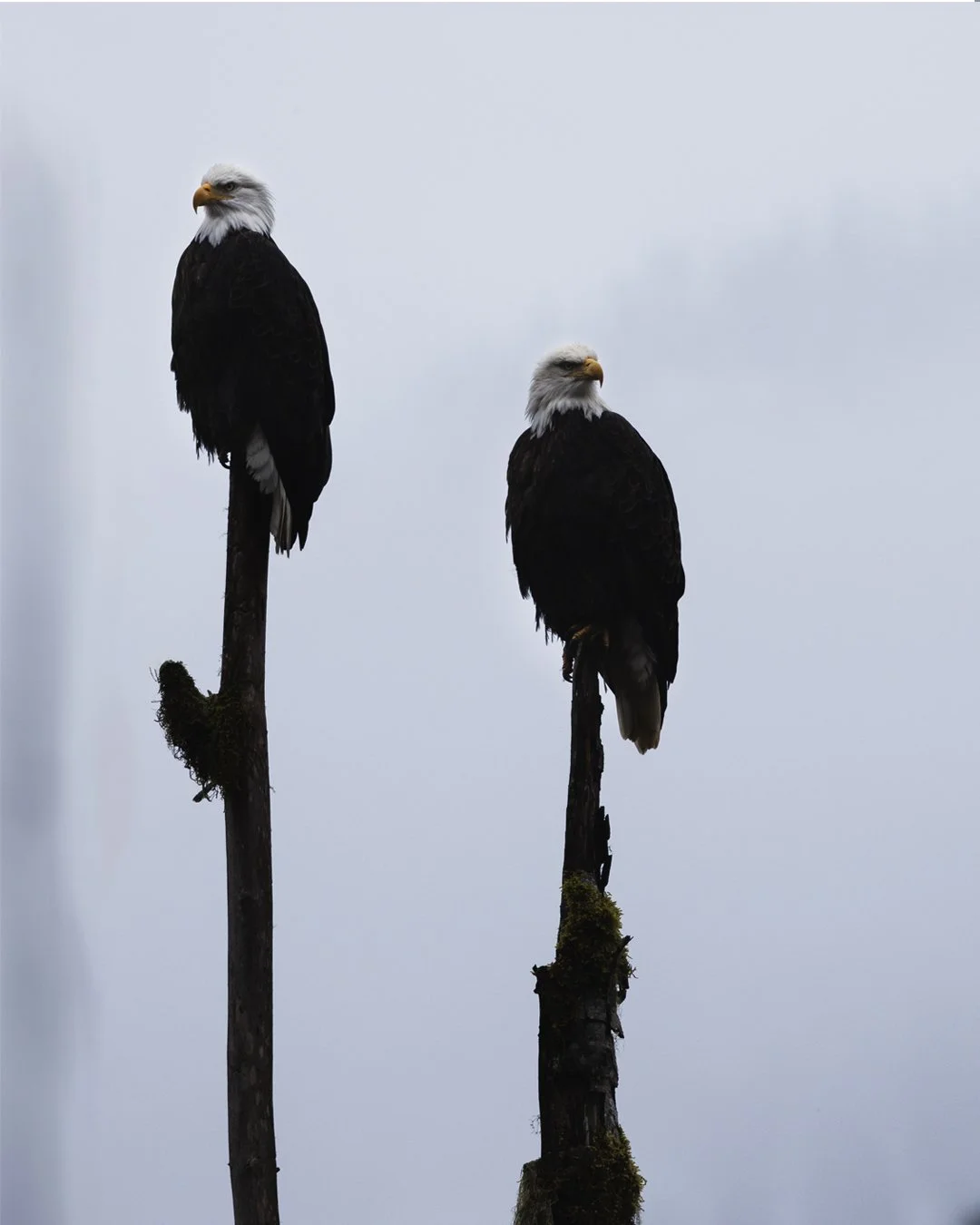 Two bald eagles perched on top of separate tall, moss-covered tree trunks against an overcast sky.
