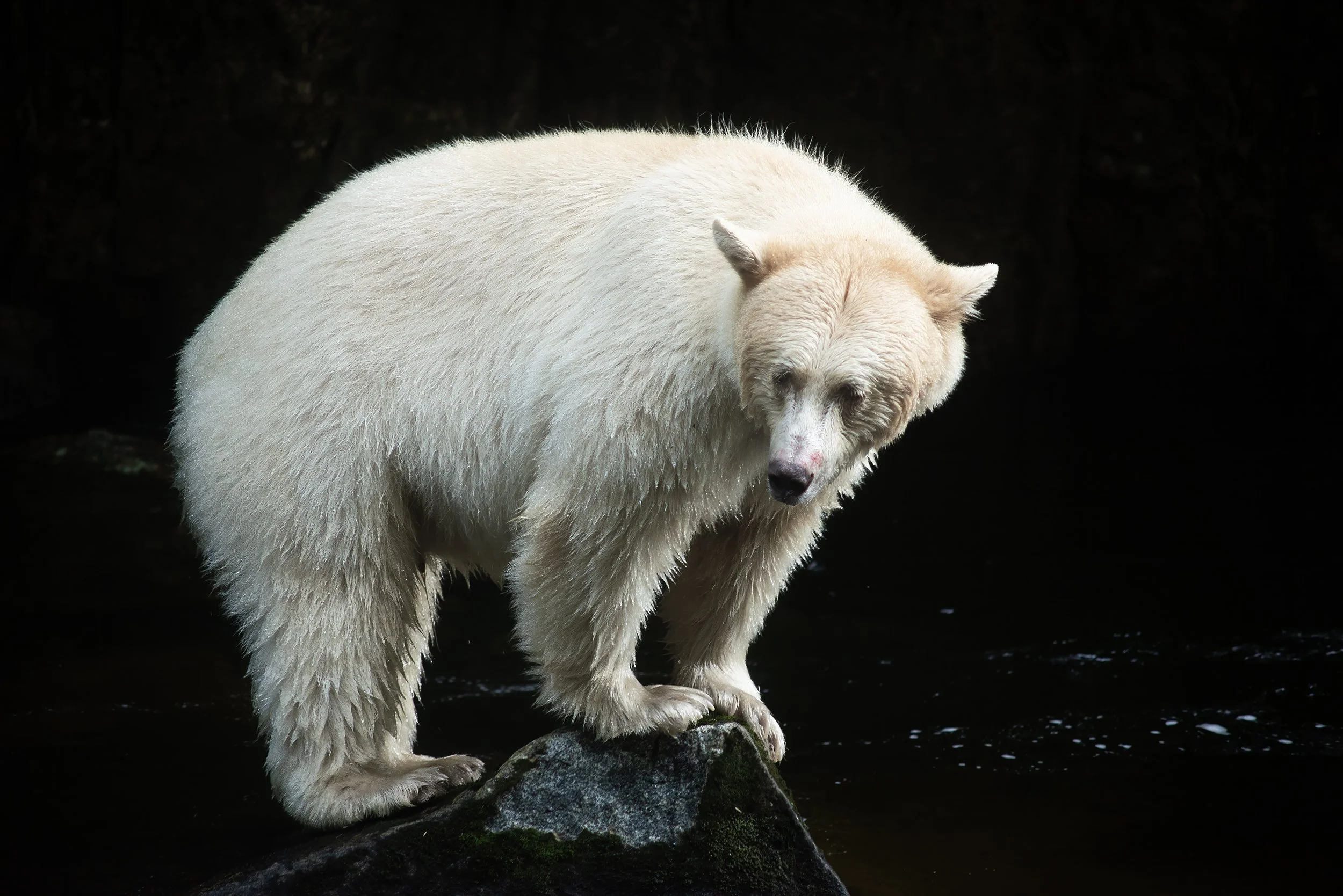 spirit bear fishing for salmon in small creek deep in the great bear rainforest