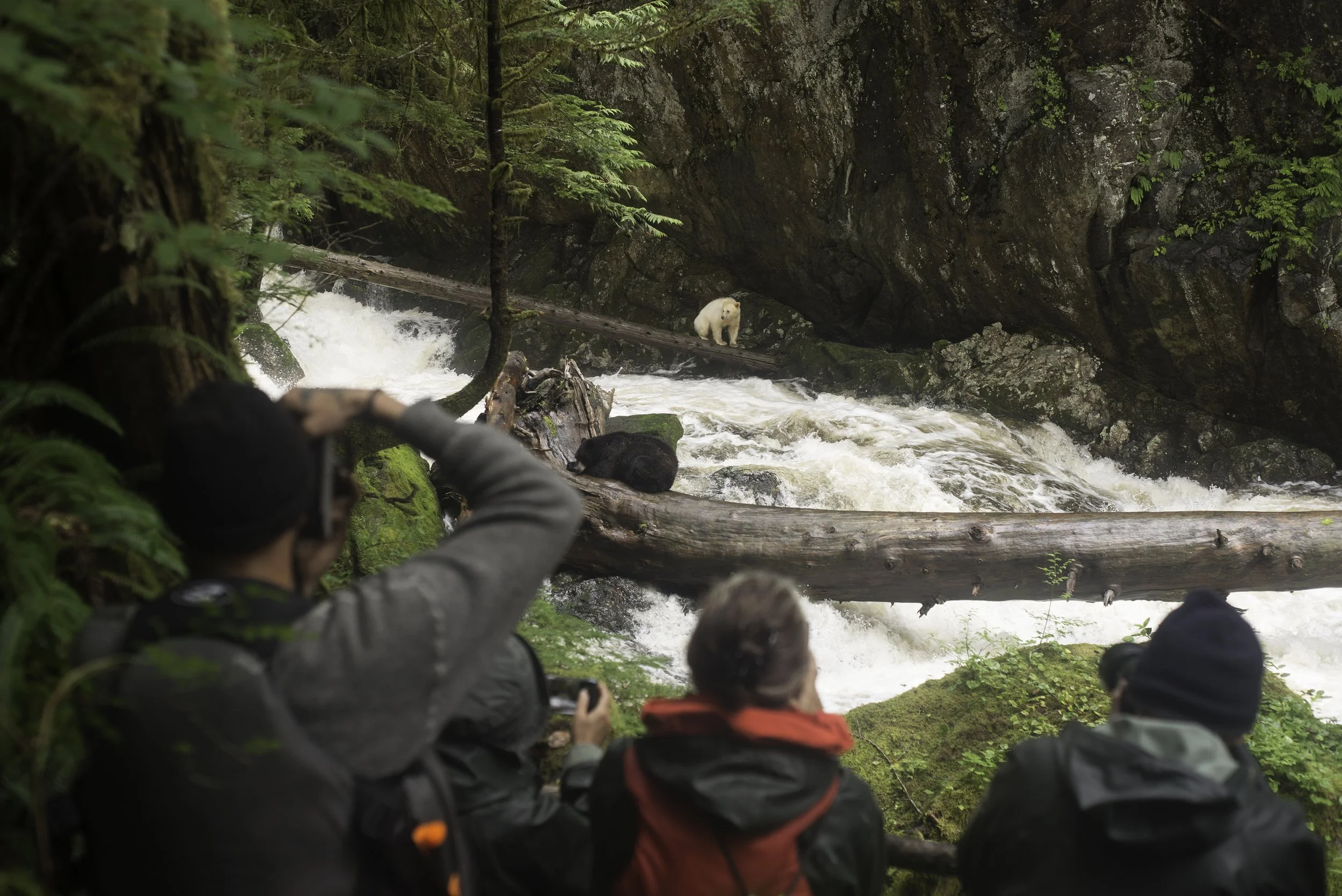 People observing and photographing two bears near a rushing river in a forested area.