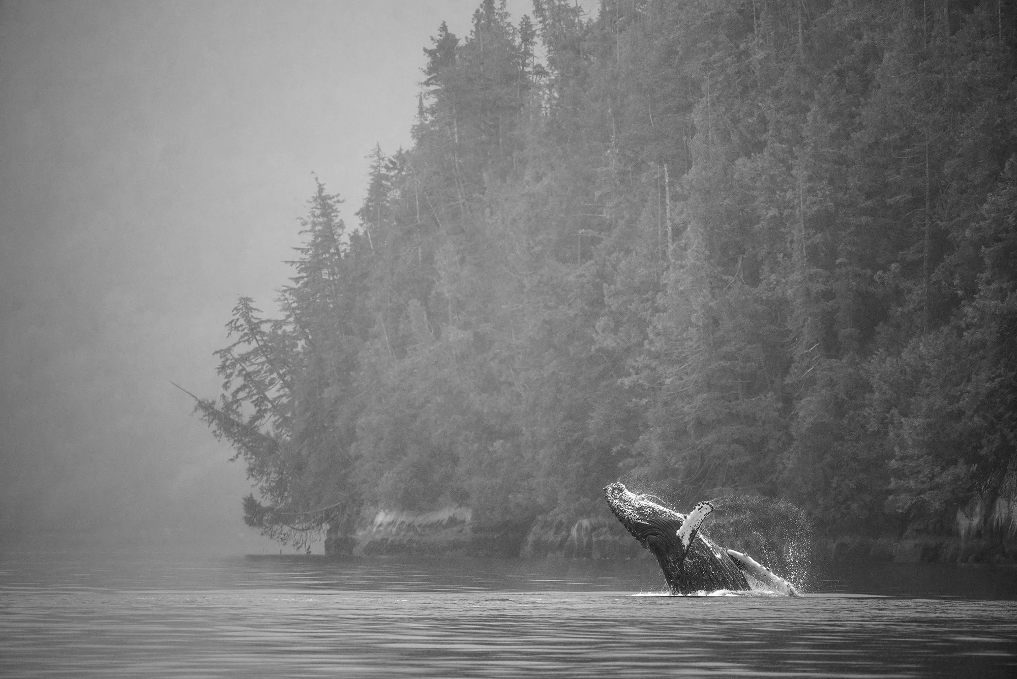 Humpback Whale Breach