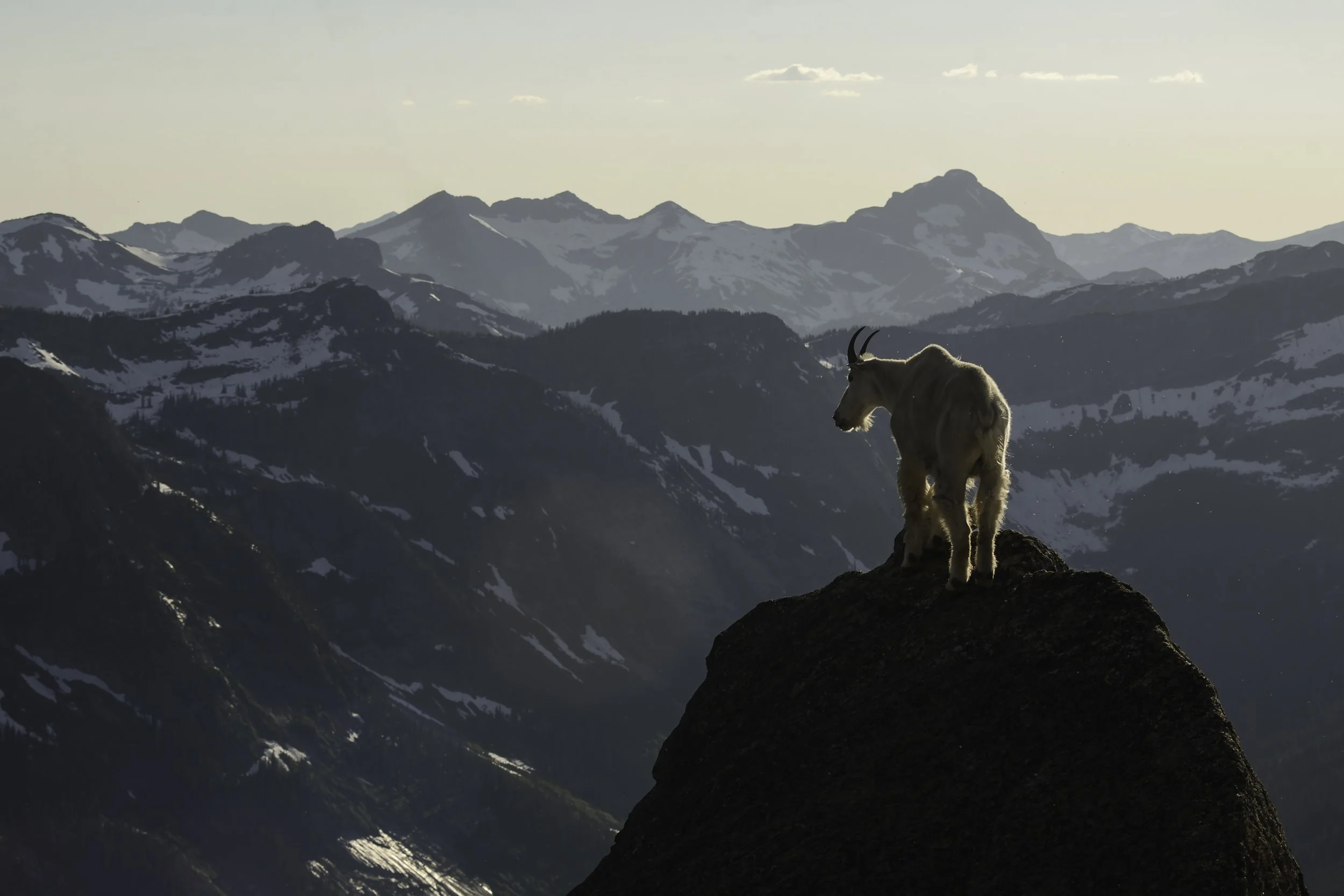 King of the Valhallas