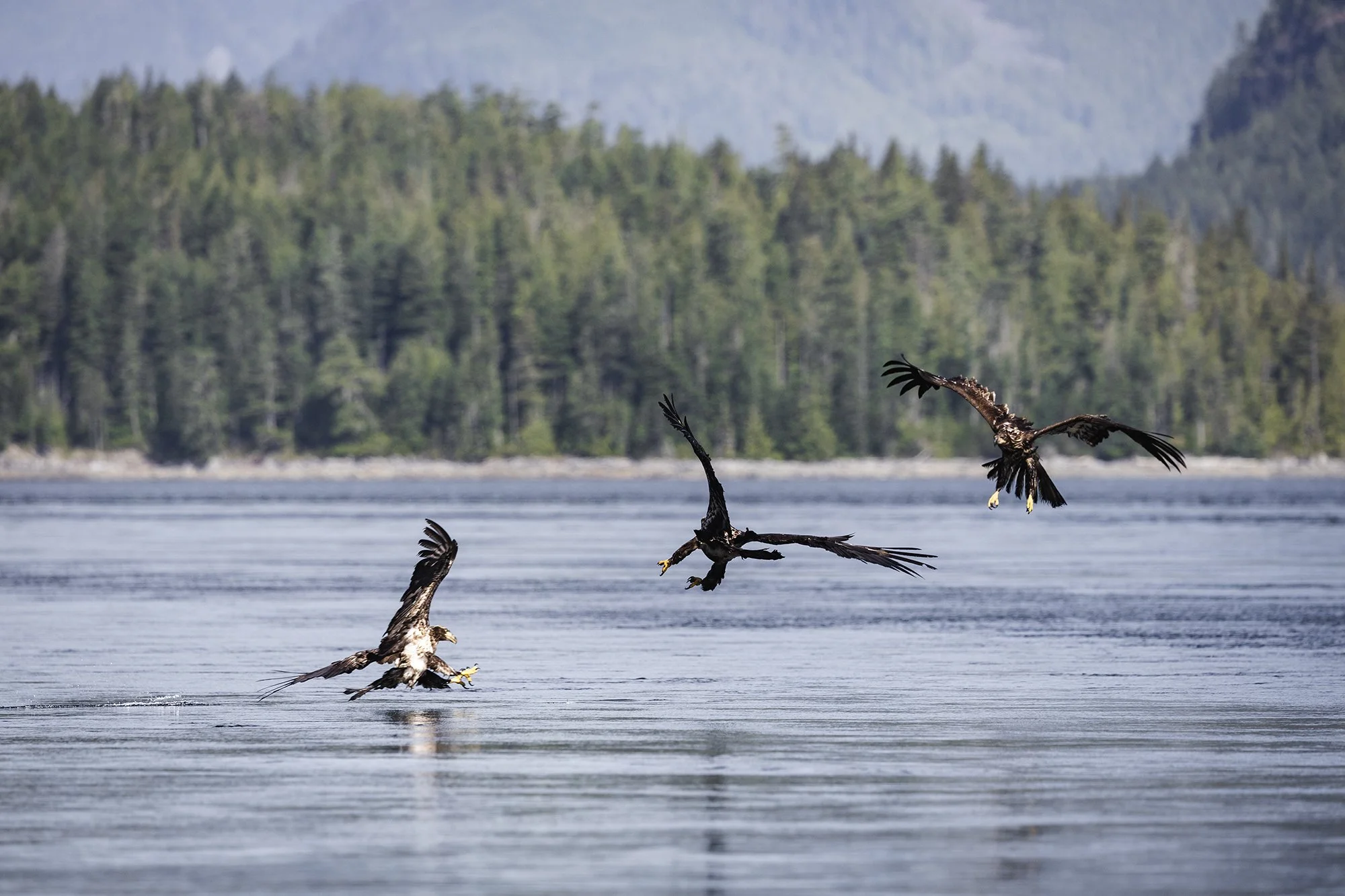Three eagles flying over a lake with a forested shoreline in the background.